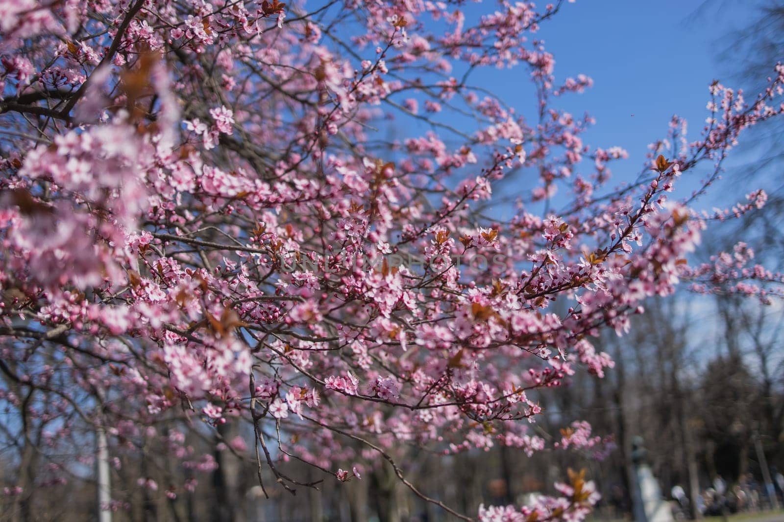 Selective focus of beautiful branches of pink Cherry blossoms on the tree under blue sky, Beautiful Sakura flowers during spring season in the park, Flora pattern texture, Nature floral background.