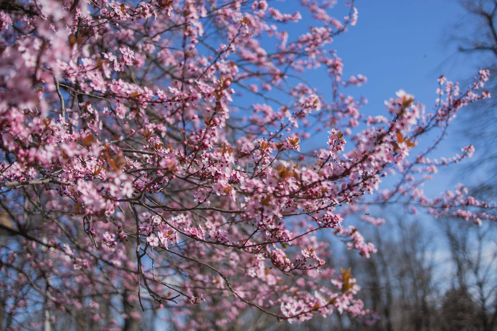 Beautiful branches of pink Cherry blossoms on the tree under blue sky, Beautiful Sakura flowers during spring season in the park, Flora pattern texture, Nature floral background. Copy space and empty place for advertising by Satura86