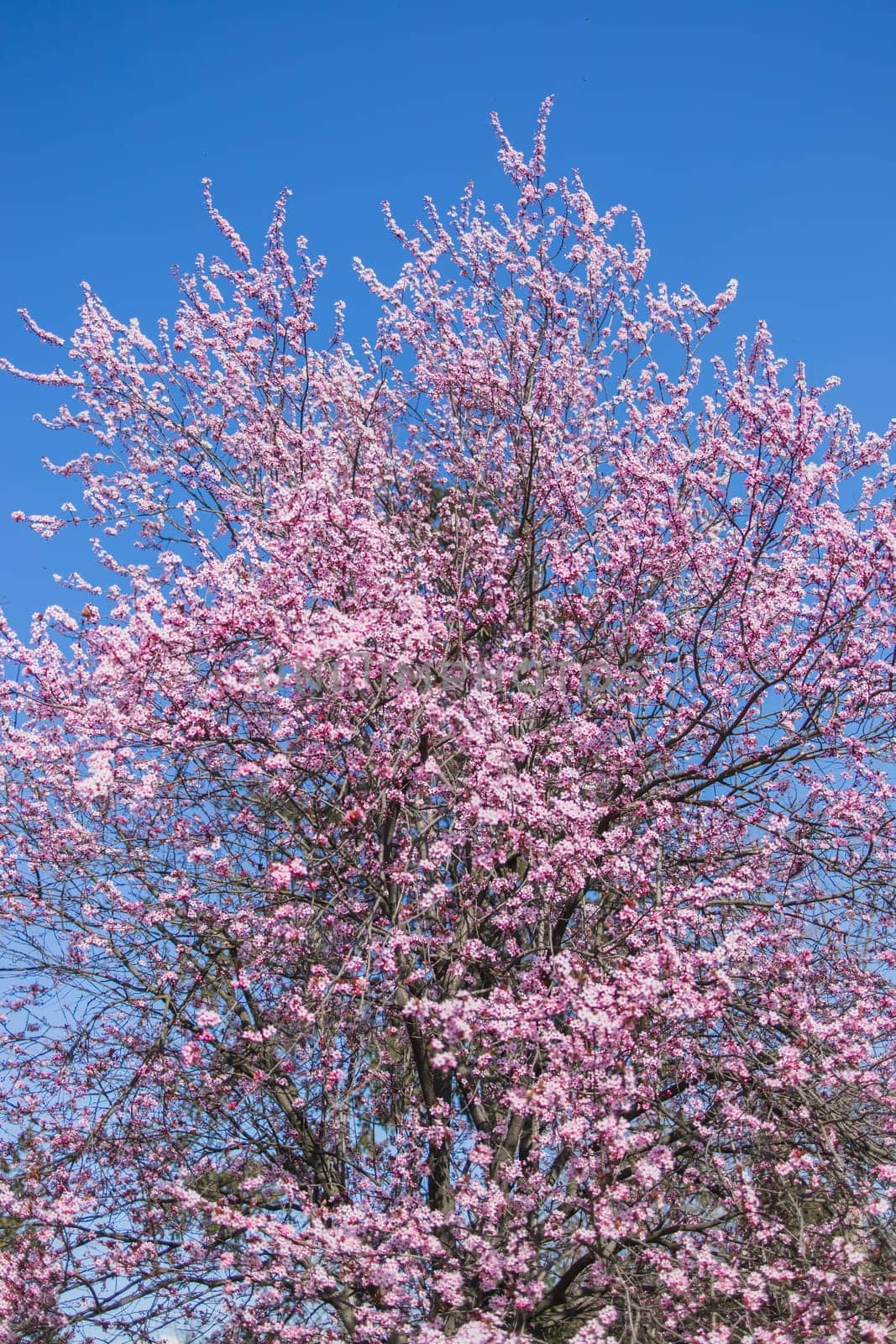 Beautiful branches of pink Cherry blossoms on the tree under blue sky, Beautiful Sakura flowers during spring season in the park, Flora pattern texture, Nature floral background. Copy space and empty place for advertising by Satura86