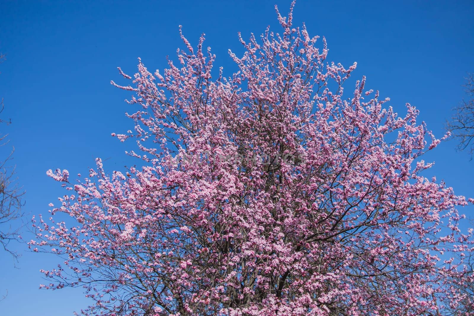 Beautiful branches of pink Cherry blossoms on the tree under blue sky, Beautiful Sakura flowers during spring season in the park, Flora pattern texture, Nature floral background. Copy space and empty place for advertising by Satura86