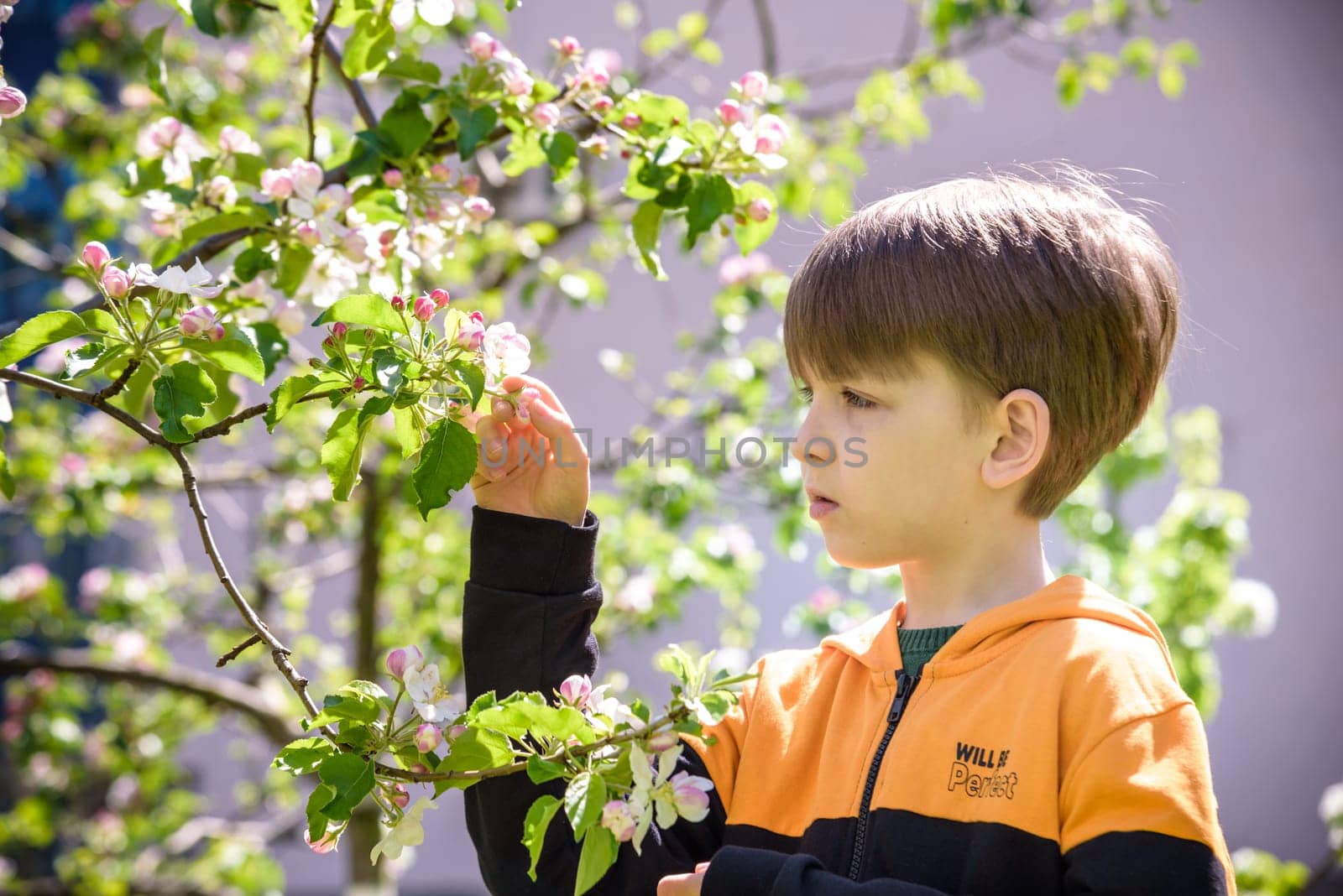 The boy at the apple blossom in the spring garden.