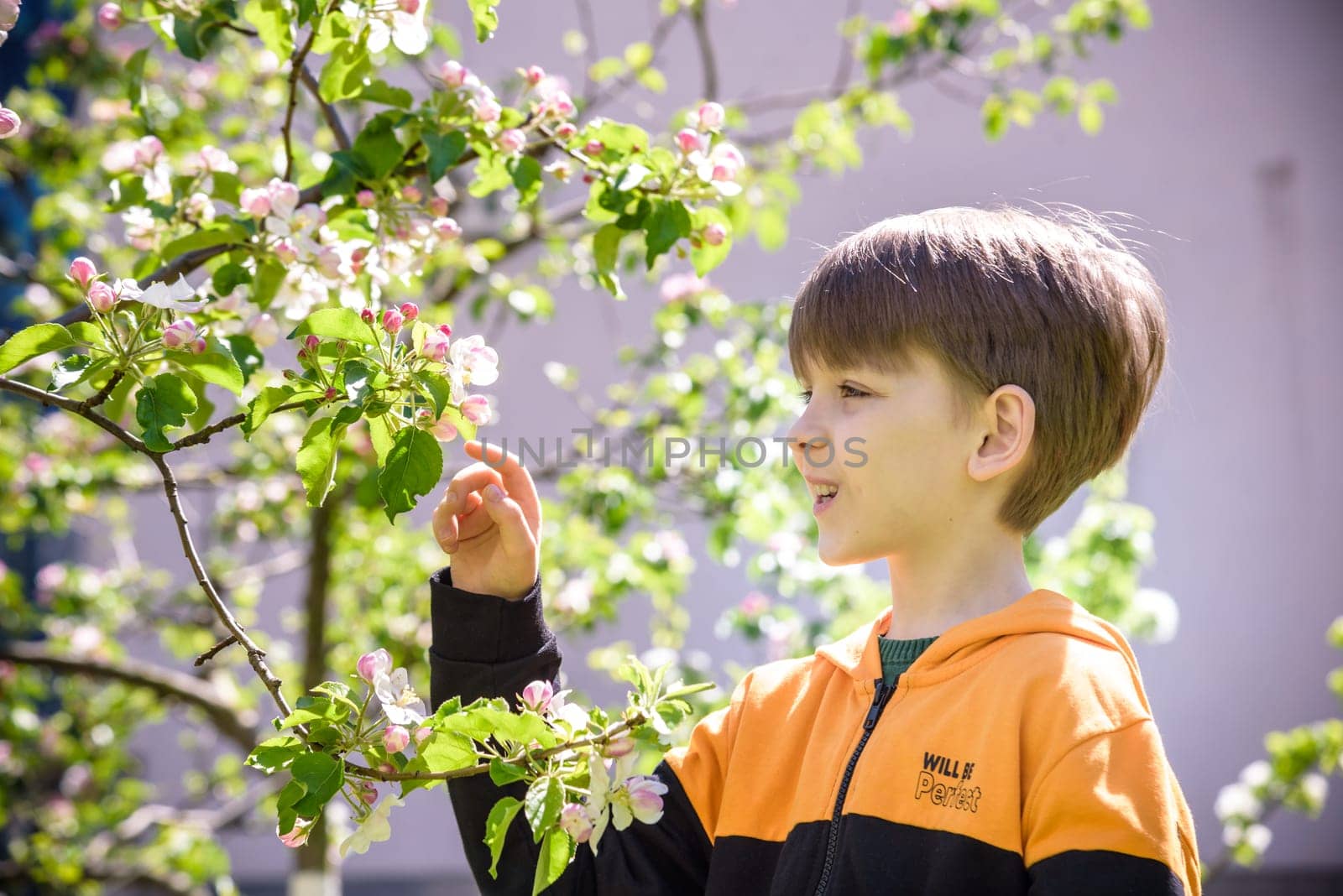 The boy at the apple blossom in the spring garden by Kobysh