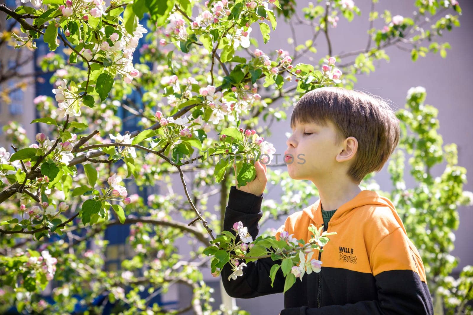 The boy at the apple blossom in the spring garden.