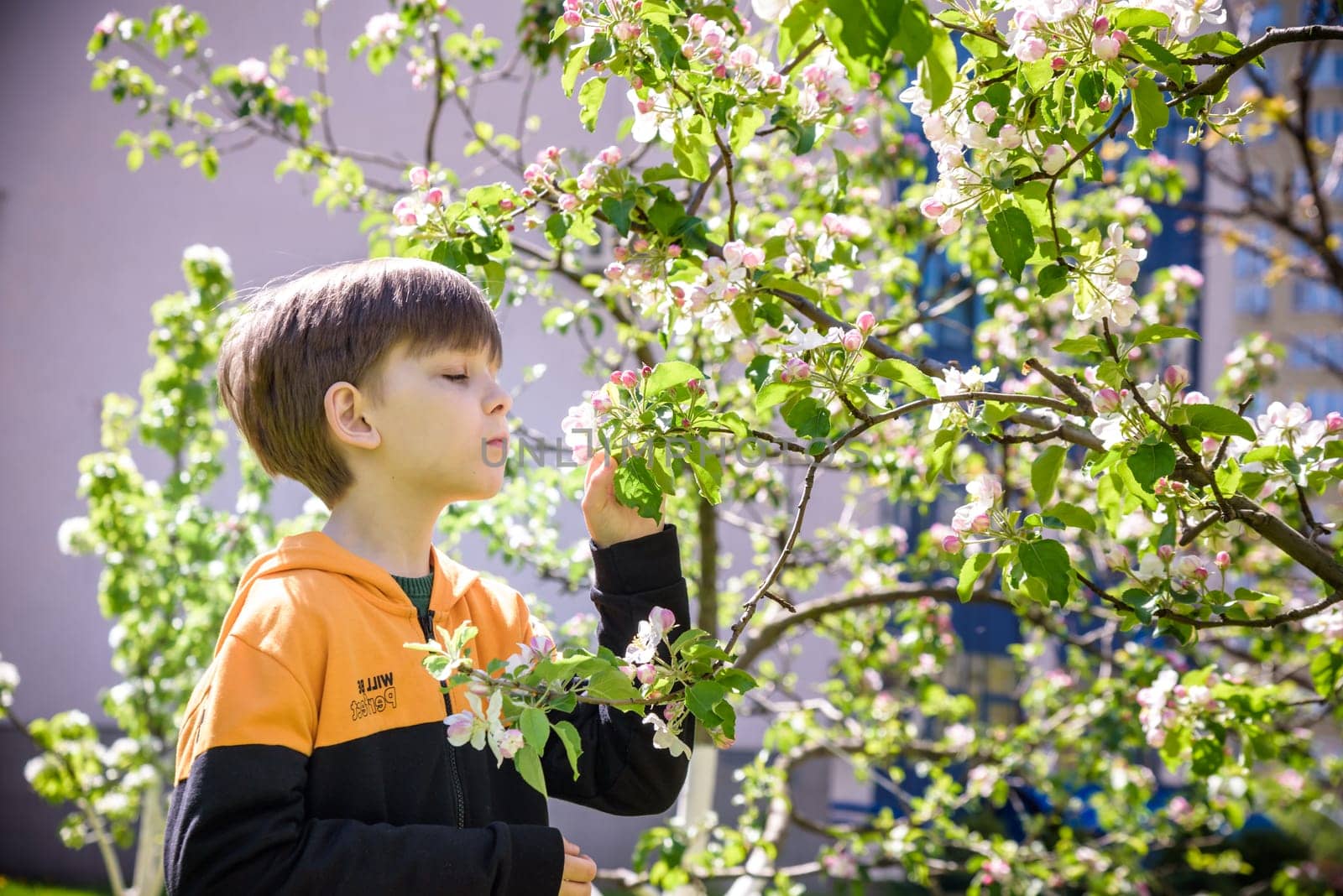 The boy at the apple blossom in the spring garden by Kobysh