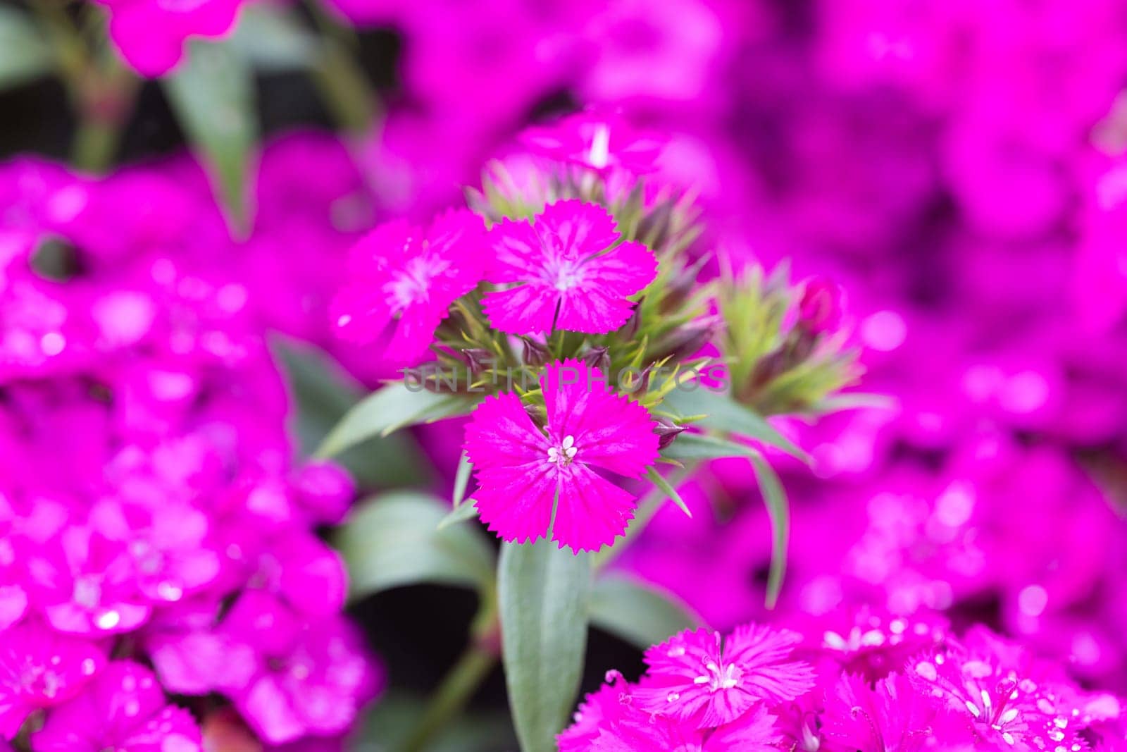 Dianthus Jolt Flowers in Australia by FiledIMAGE