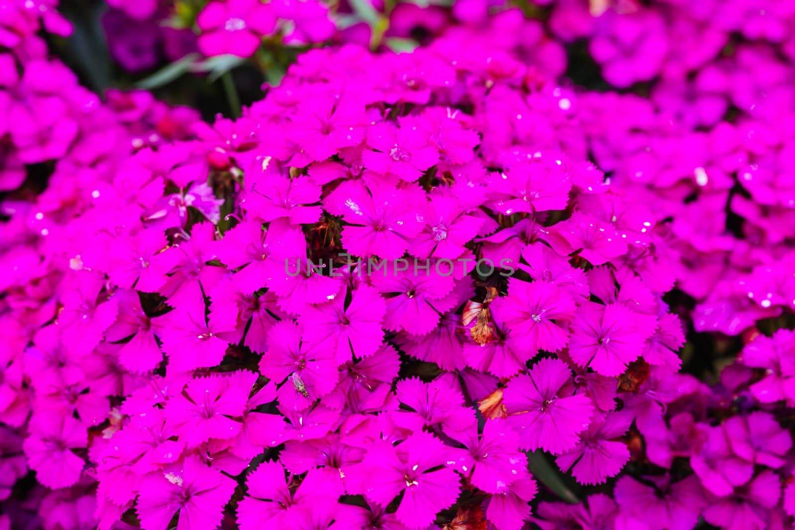 Dianthus Jolt Cherry flowers at a garden in the Dandenong Ranges in Melbourne, Victoria, Australia