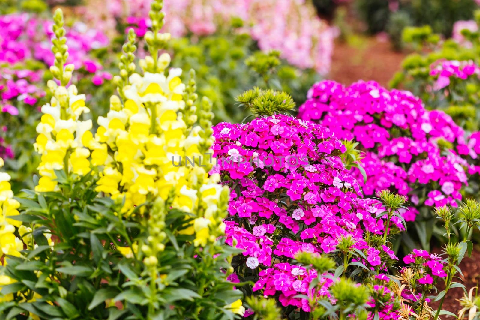 Dianthus Jolt Cherry flowers at a garden in the Dandenong Ranges in Melbourne, Victoria, Australia