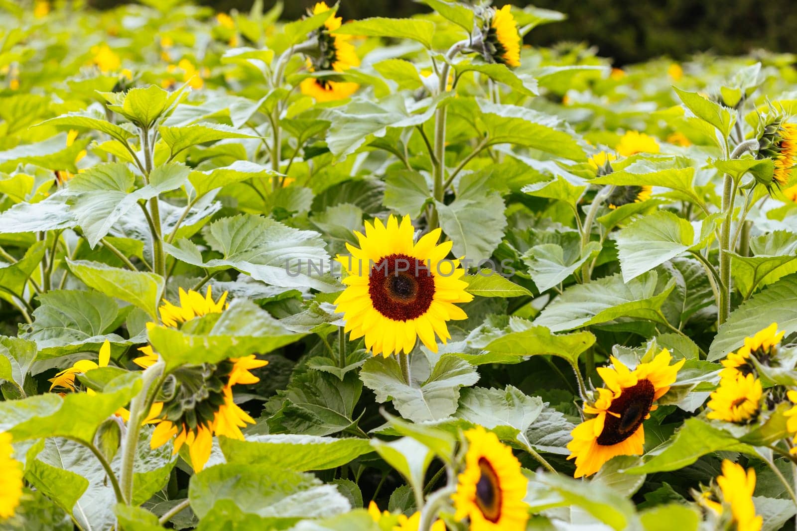 Sunflowers in the Dandeong Ranges in Australia by FiledIMAGE