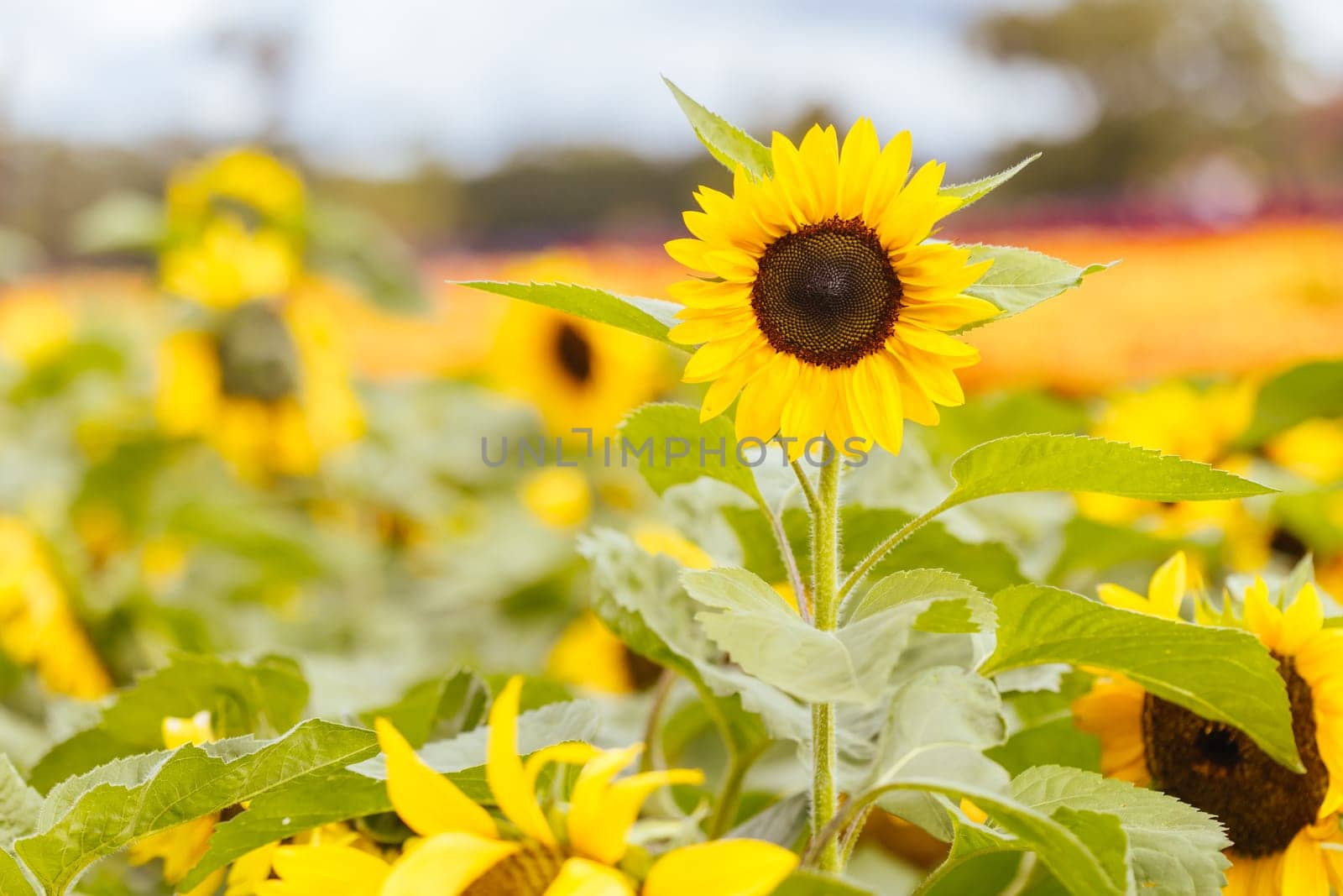 Sunflowers in the Dandeong Ranges in Australia by FiledIMAGE