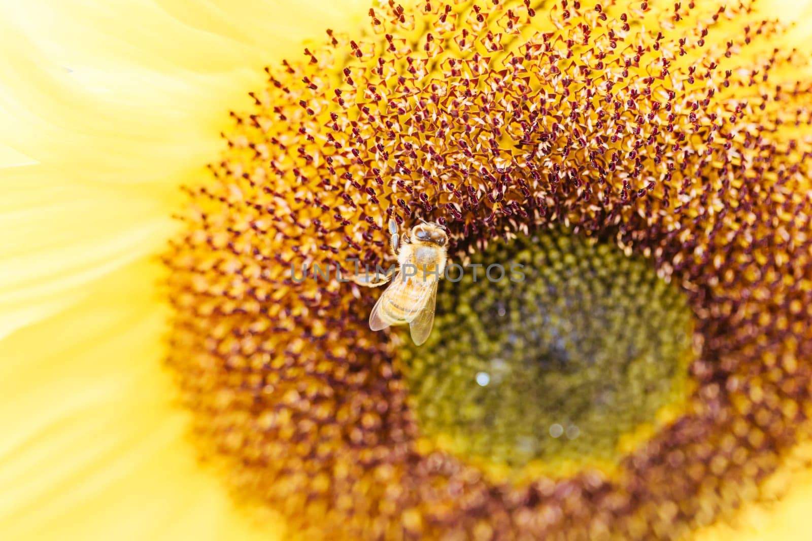 Sunflowers and a bee at a garden in the Dandenong Ranges in Melbourne, Victoria, Australia