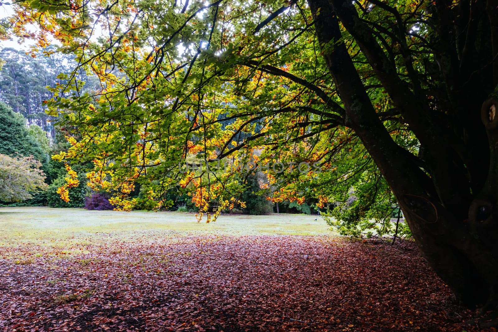 A late autumn afternoon in Dandenong Ranges Botanic Garden in Olinda, Victoria Australia