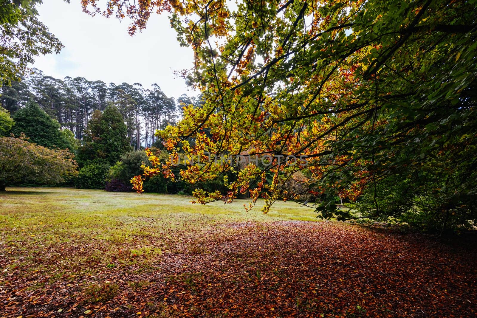 A late autumn afternoon in Dandenong Ranges Botanic Garden in Olinda, Victoria Australia