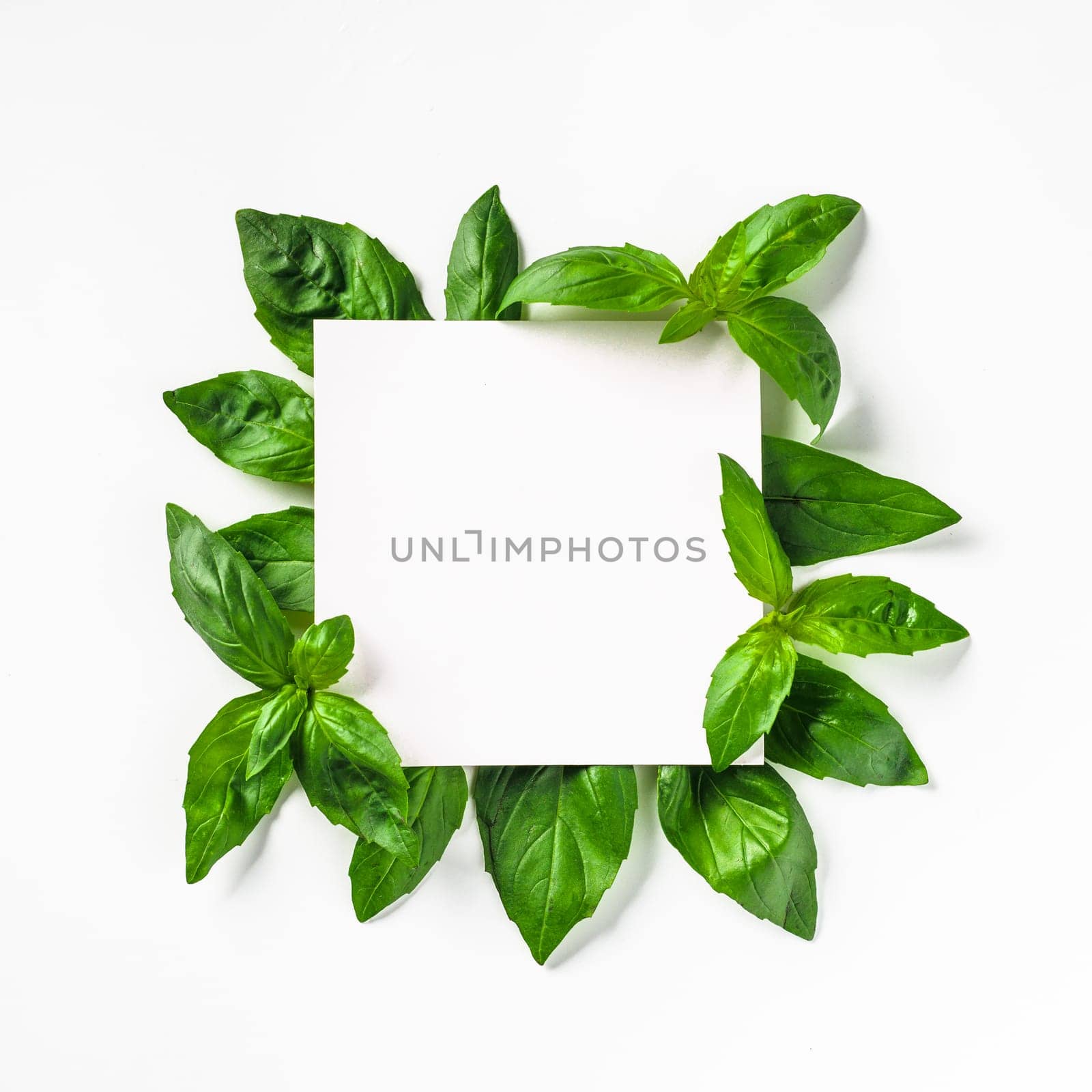 Creative layout made with green basil leaves. White paper square on heap of green basil leaves. Isolated on white. Top view or flat lay. Copy space for text.