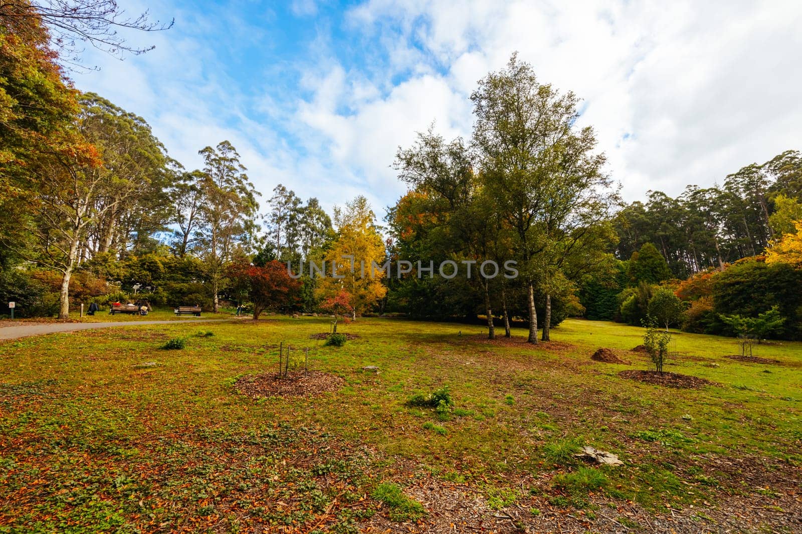 A late autumn afternoon in Dandenong Ranges Botanic Garden in Olinda, Victoria Australia