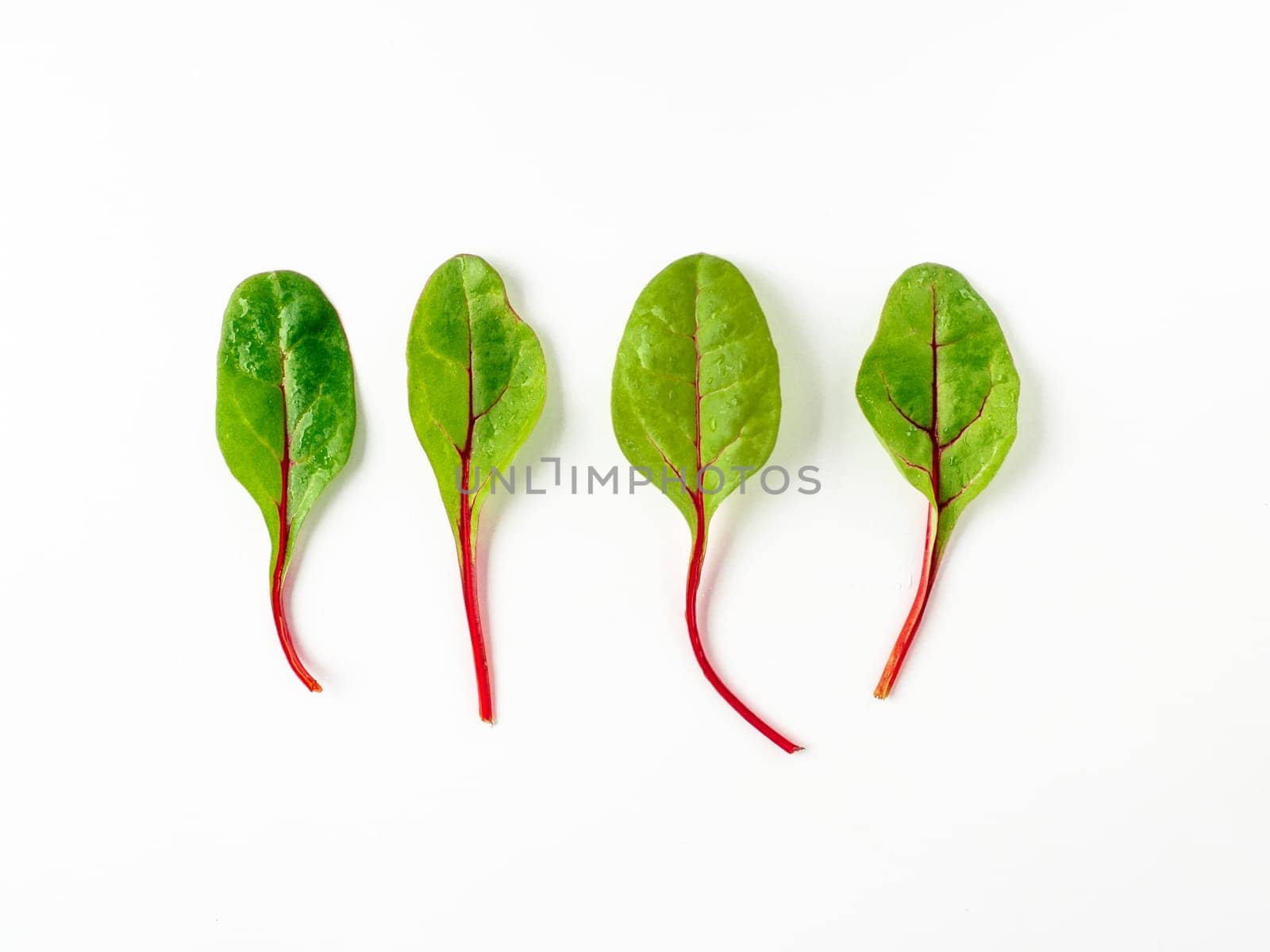 Set of four fresh green chard leaves or mangold salad leaves on white background. Flat lay or top view fresh baby beet leaves, isolated on white background with clipping path.