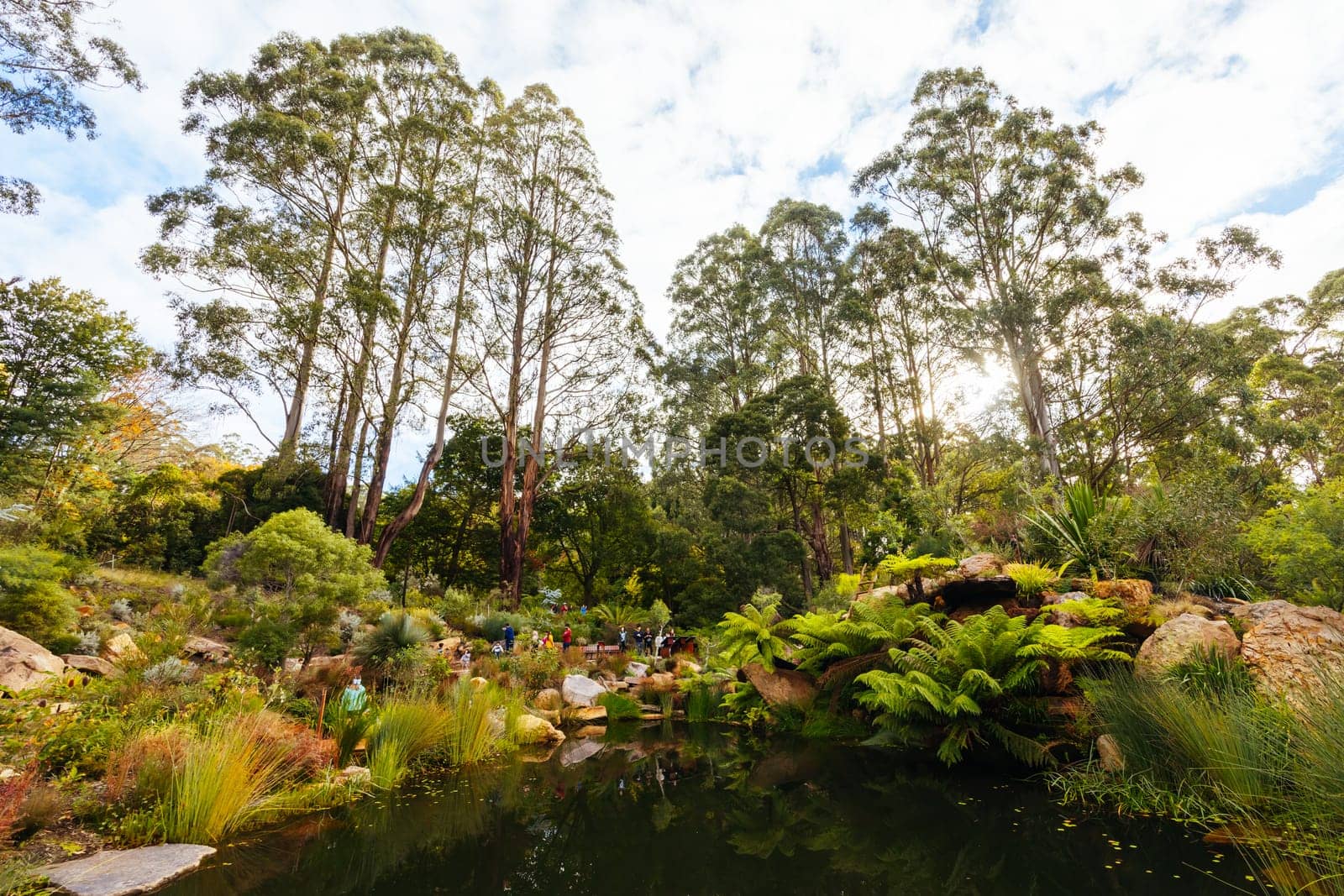 Dandenong Ranges Botanic Garden in Olinda Australia by FiledIMAGE