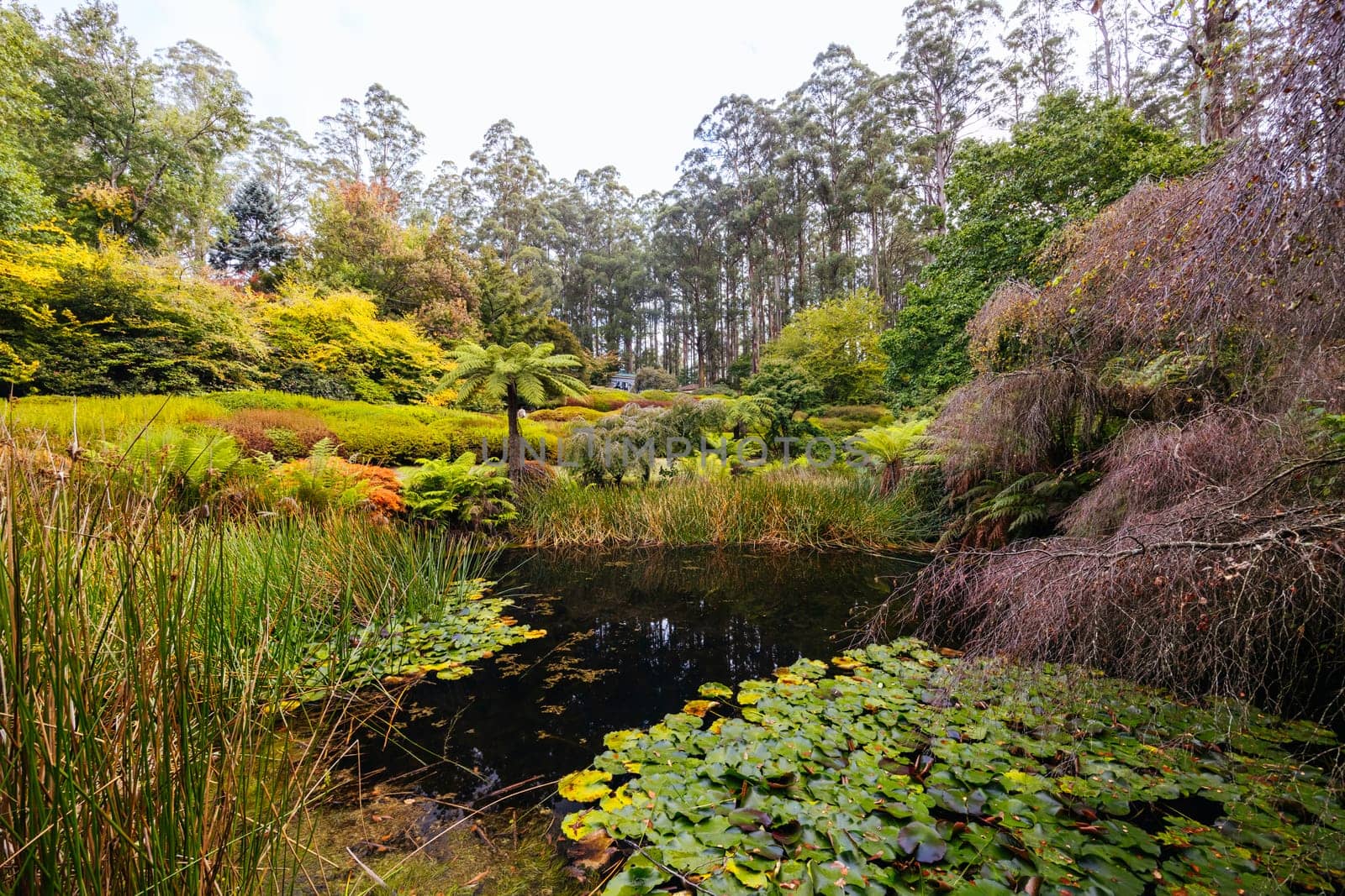 A late autumn afternoon in Dandenong Ranges Botanic Garden in Olinda, Victoria Australia