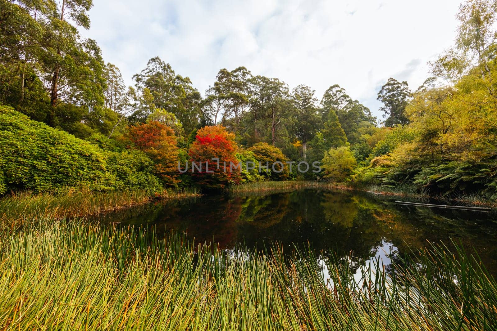 Dandenong Ranges Botanic Garden in Olinda Australia by FiledIMAGE