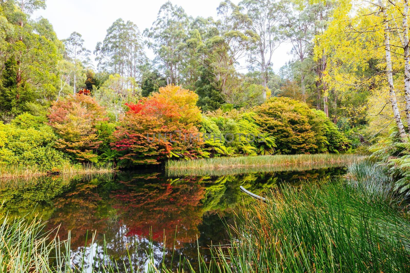 A late autumn afternoon in Dandenong Ranges Botanic Garden in Olinda, Victoria Australia