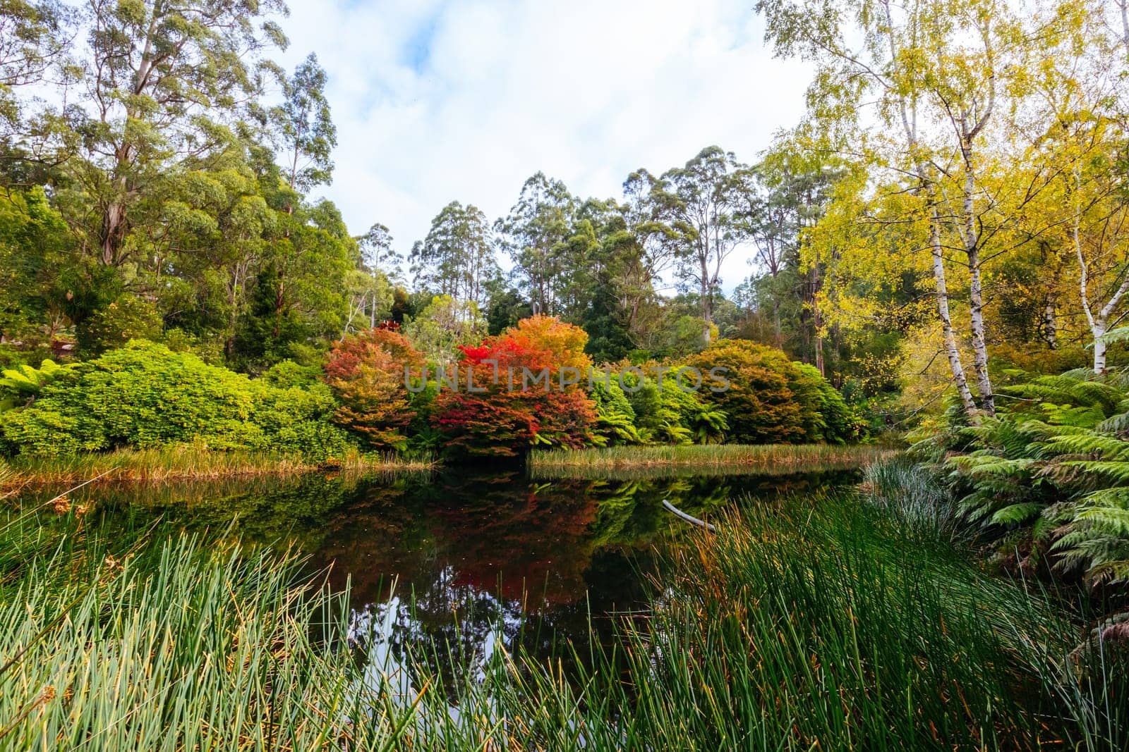 A late autumn afternoon in Dandenong Ranges Botanic Garden in Olinda, Victoria Australia