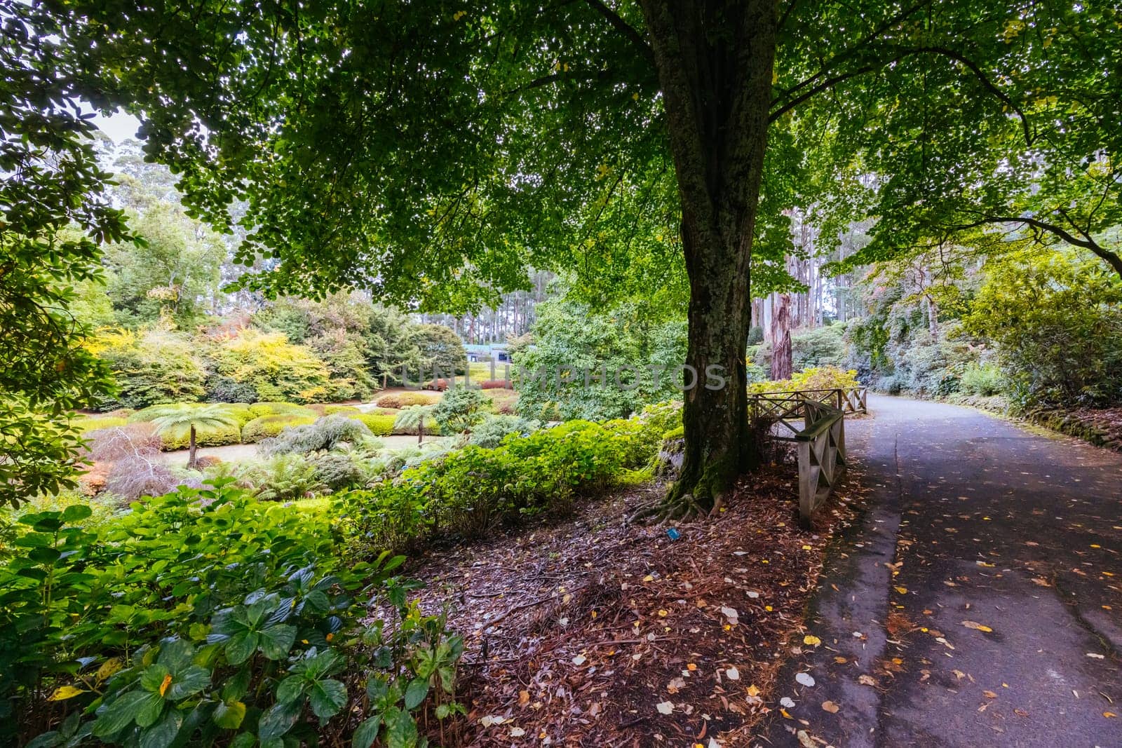 A late autumn afternoon in Dandenong Ranges Botanic Garden in Olinda, Victoria Australia