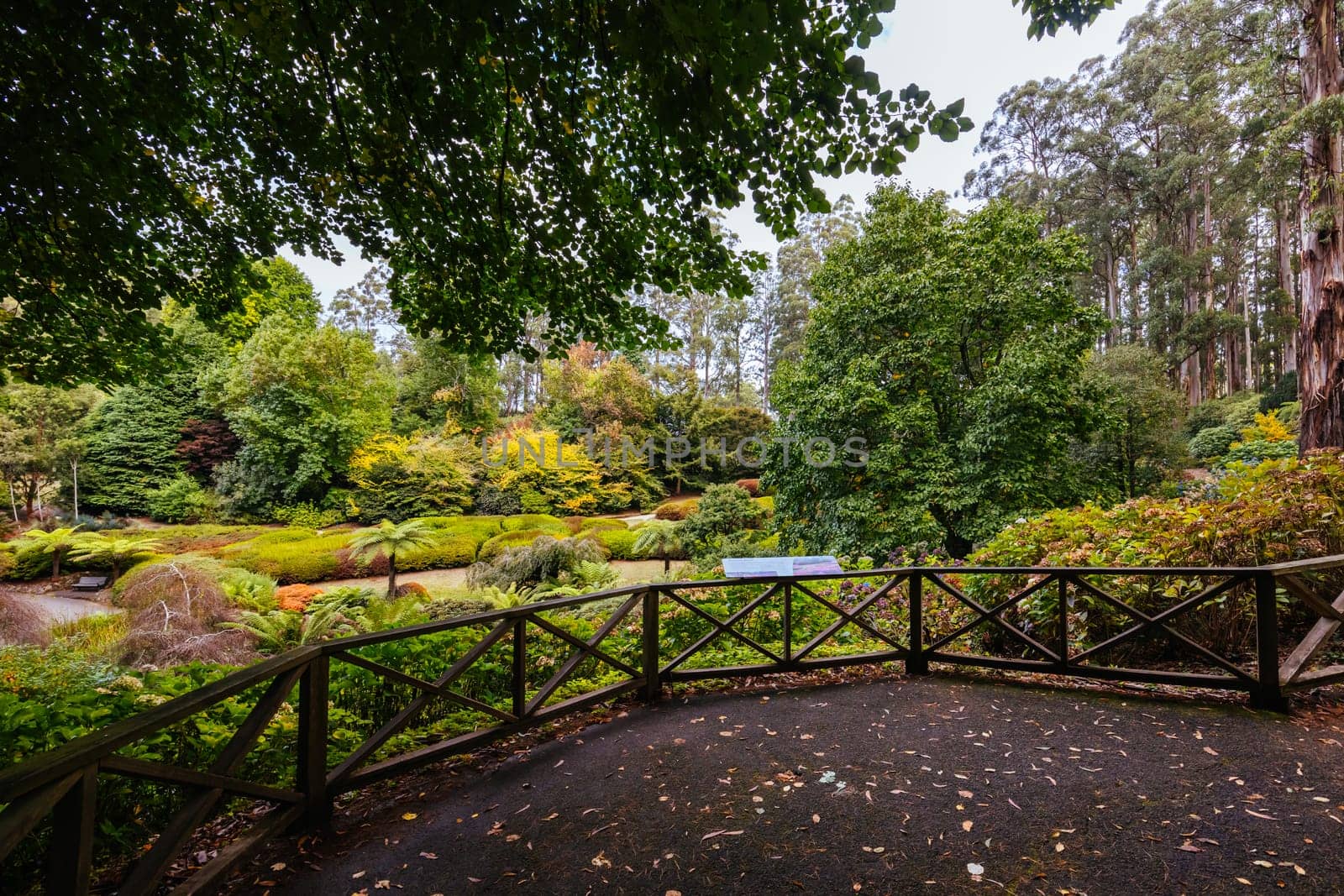 A late autumn afternoon in Dandenong Ranges Botanic Garden in Olinda, Victoria Australia