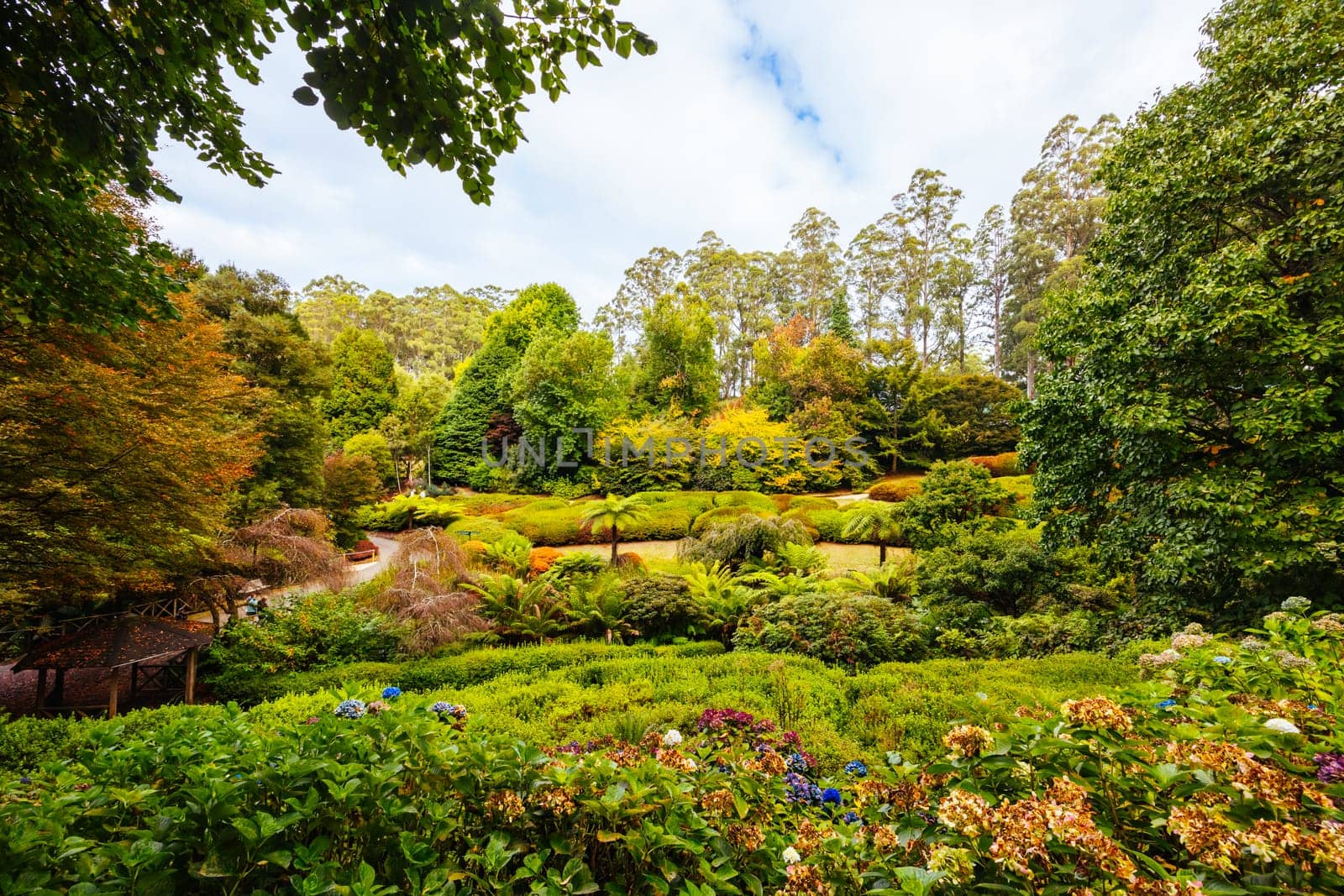 Dandenong Ranges Botanic Garden in Olinda Australia by FiledIMAGE