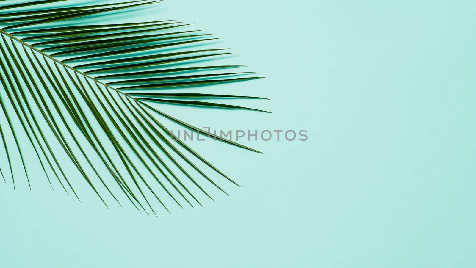 Tropical palm leaves on pastel blue background. Tropical palm leaves top view or flat lay. Copy space for text or design. Horizontal banner. Floral pattern background