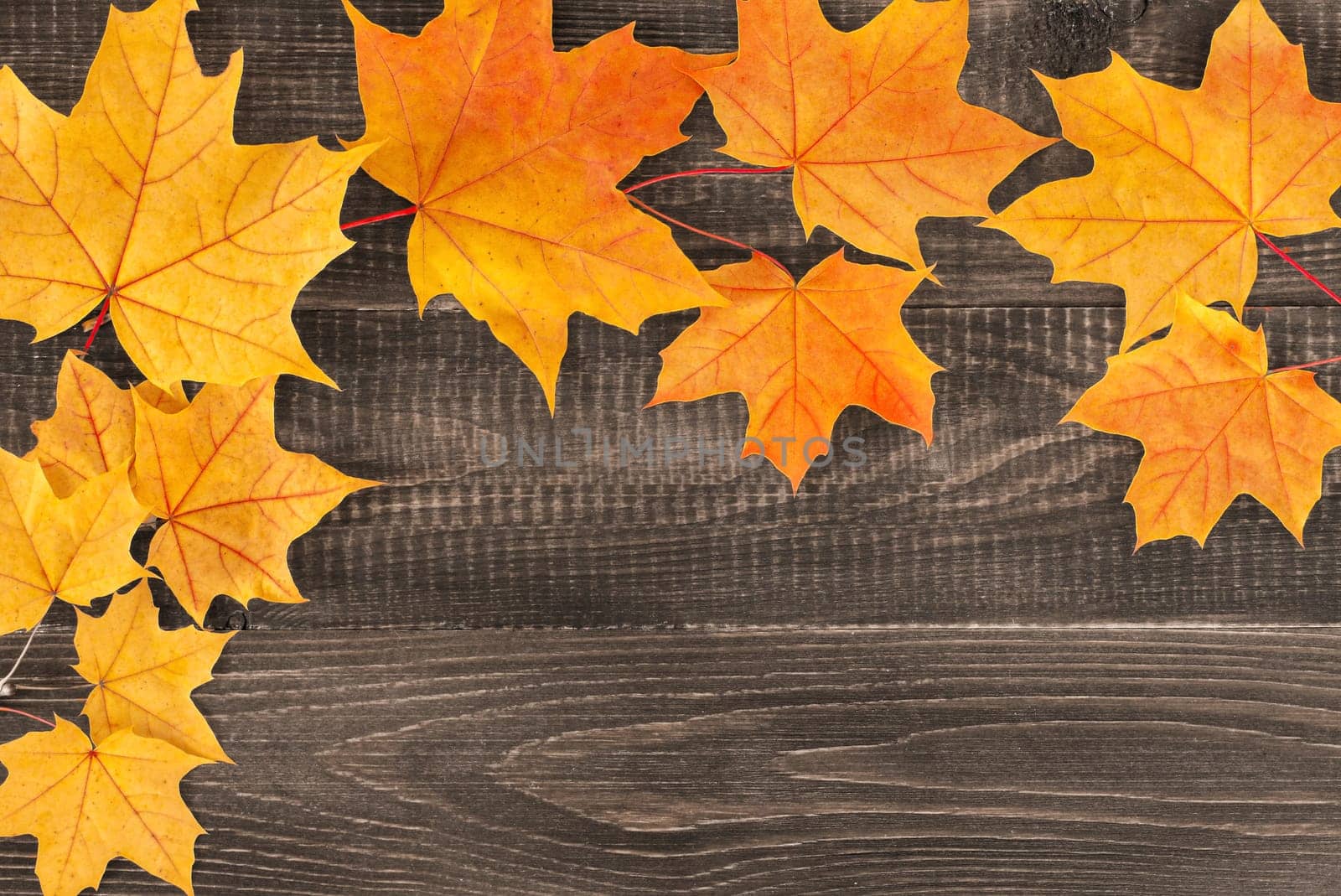 yellow autumn maple leaves on dark brown wooden background with copy space for text or design. Fall maple leaves on wooden tabletop as autumn concept. Top view or flat lay.
