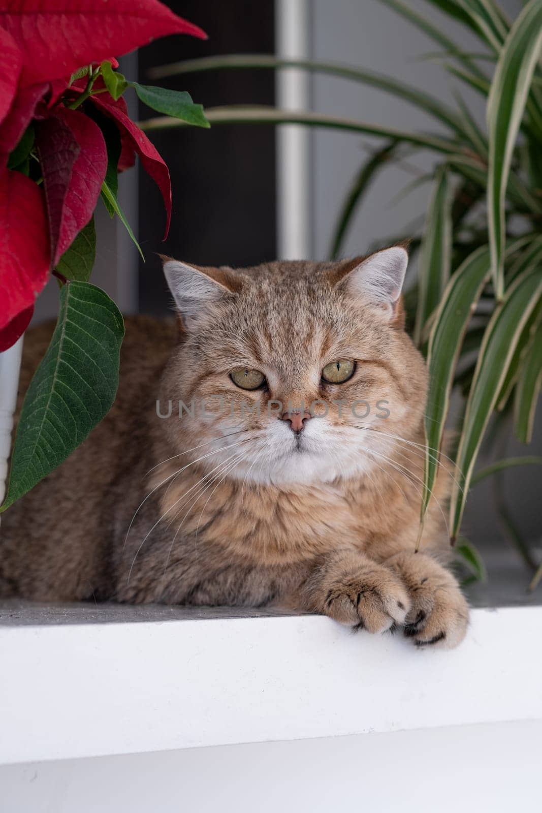 A beautiful domestic striped adult cat lies and sleeps on the windowsill by the window, next to a houseplant or a flower in a flower pot. Favorite pets.