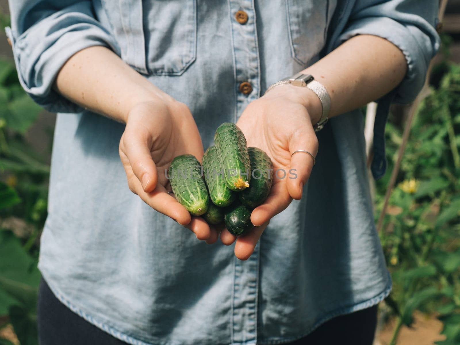 Fresh cucumbers in female hands. Unrecognizable young hipster woman in denim shirt holding organic cucumbers in her hands in vegetable garden. Natural daylight