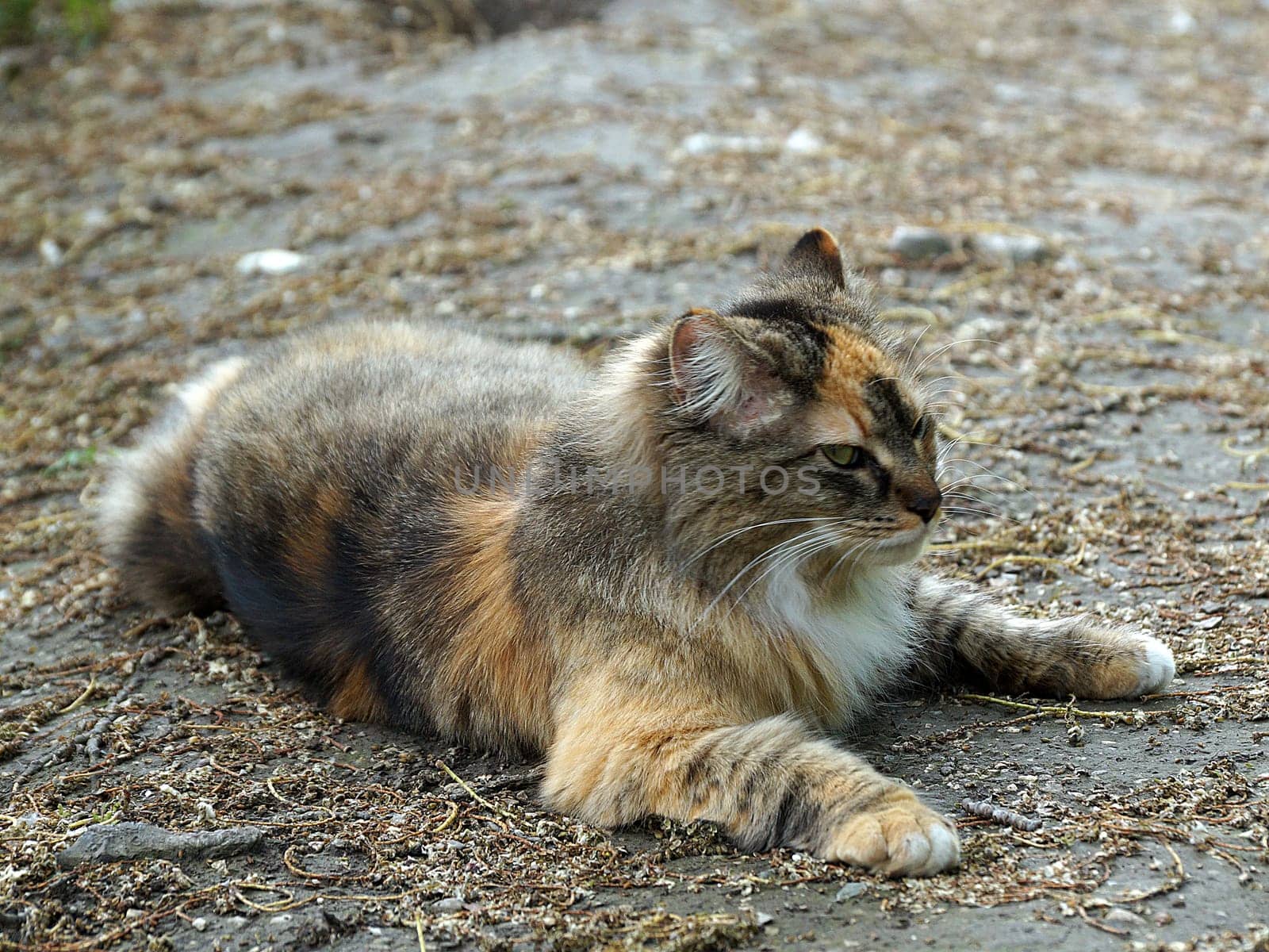 long-haired calico cat resting outdoors by Annado