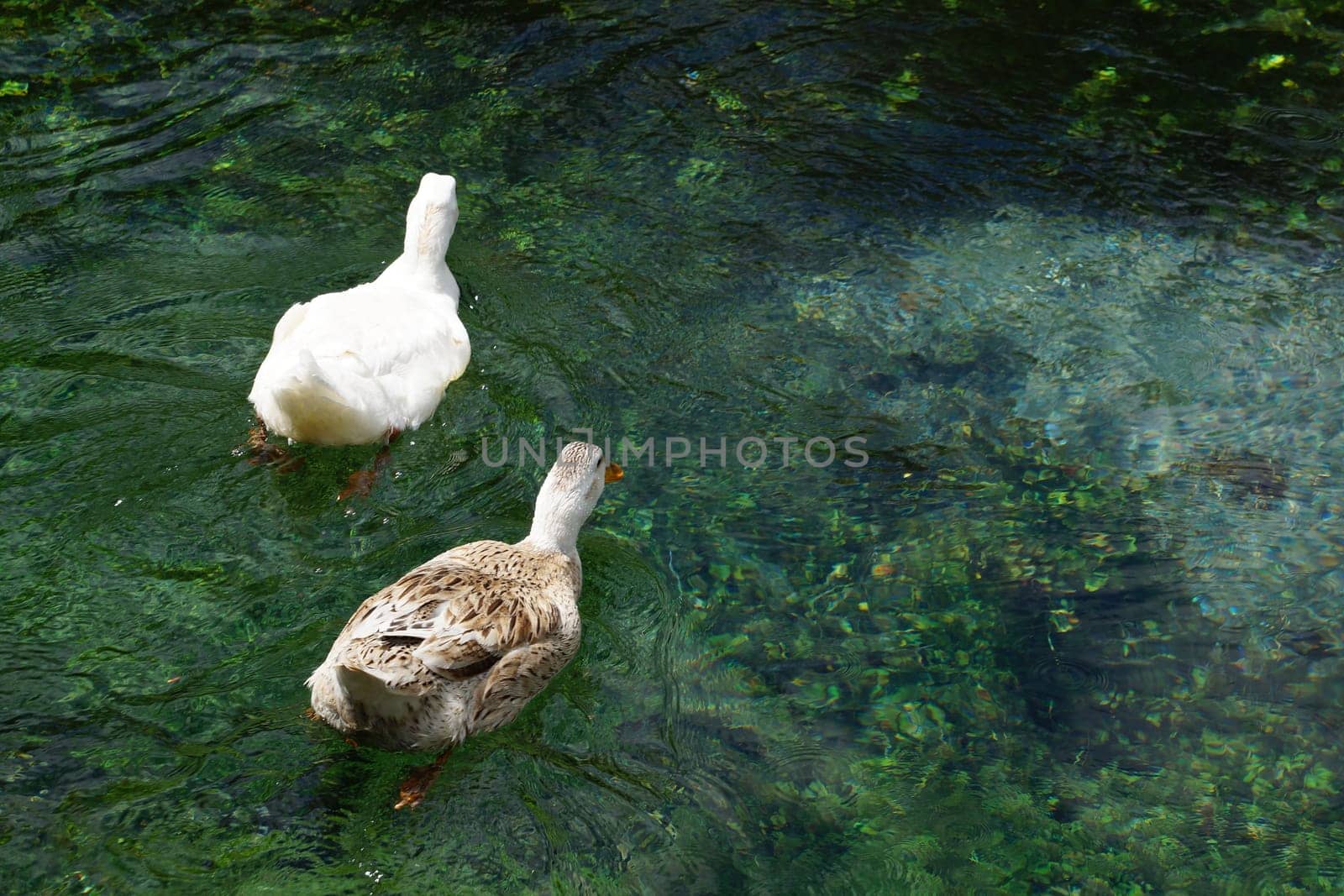 two ducks swimming in clear water at daytime.
