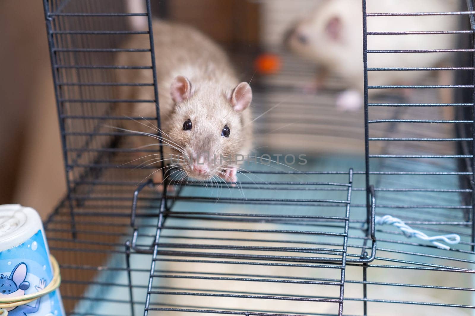 Domestic rat in a cage holds food with its paws and eats. by AnatoliiFoto