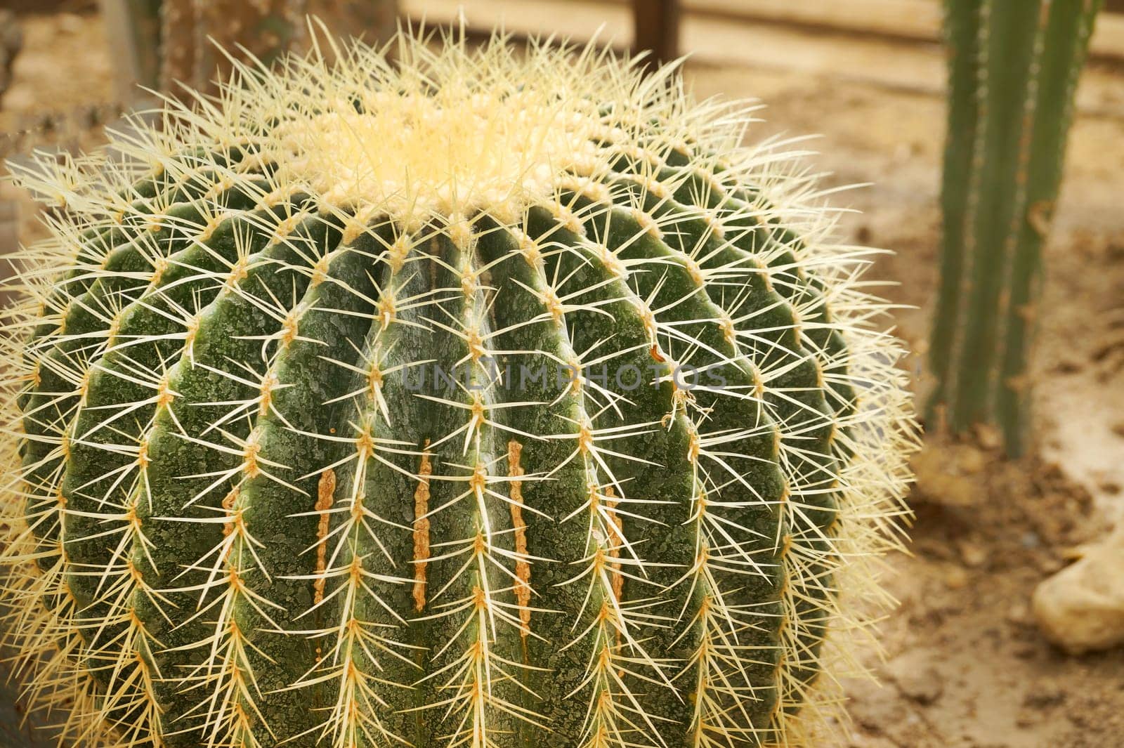 large green cactus Echinocactus Grosonii with sharp yellow spikes close-up by Annado