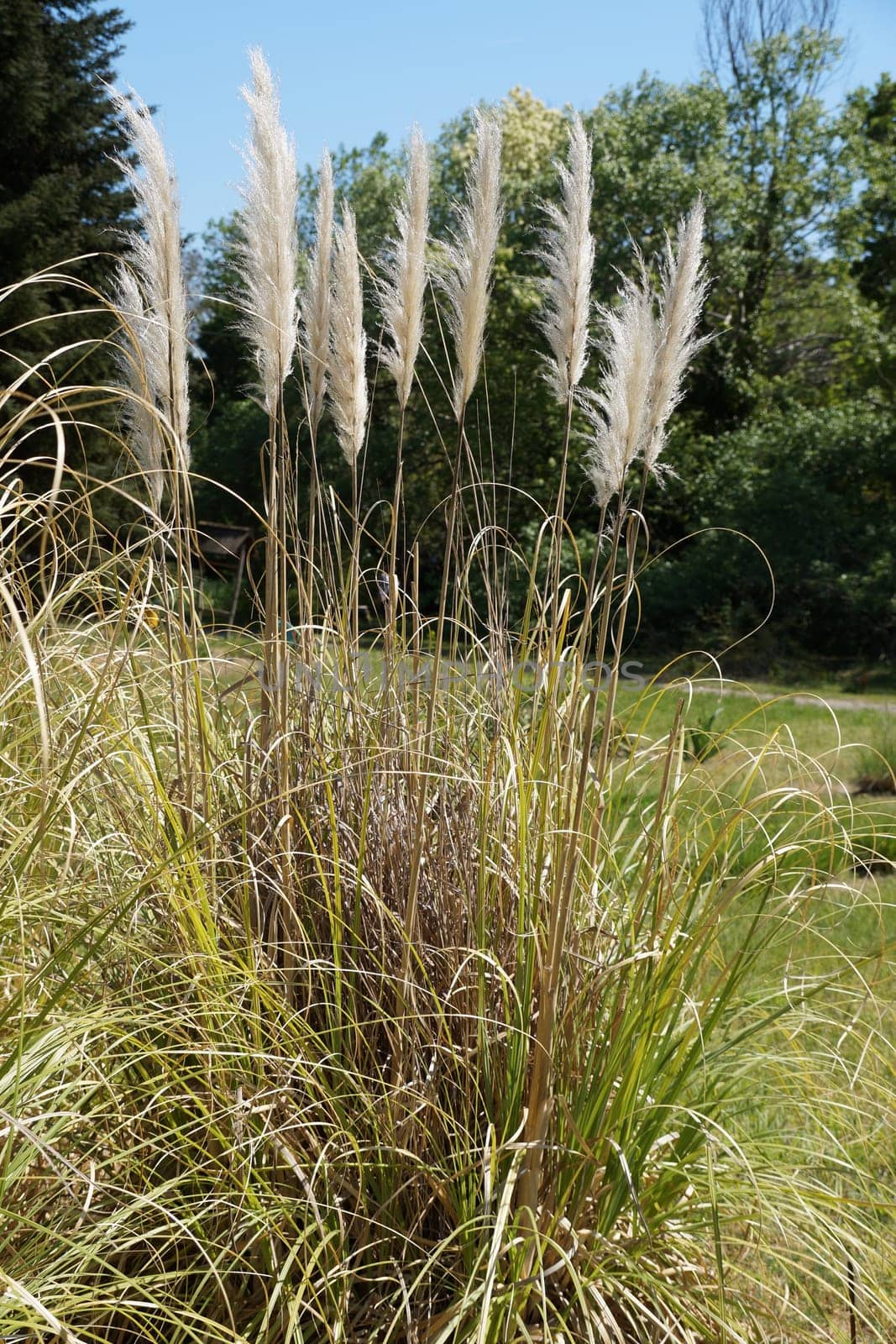 Pampas grass Cortaderia selloana close-up in landscape design by Annado