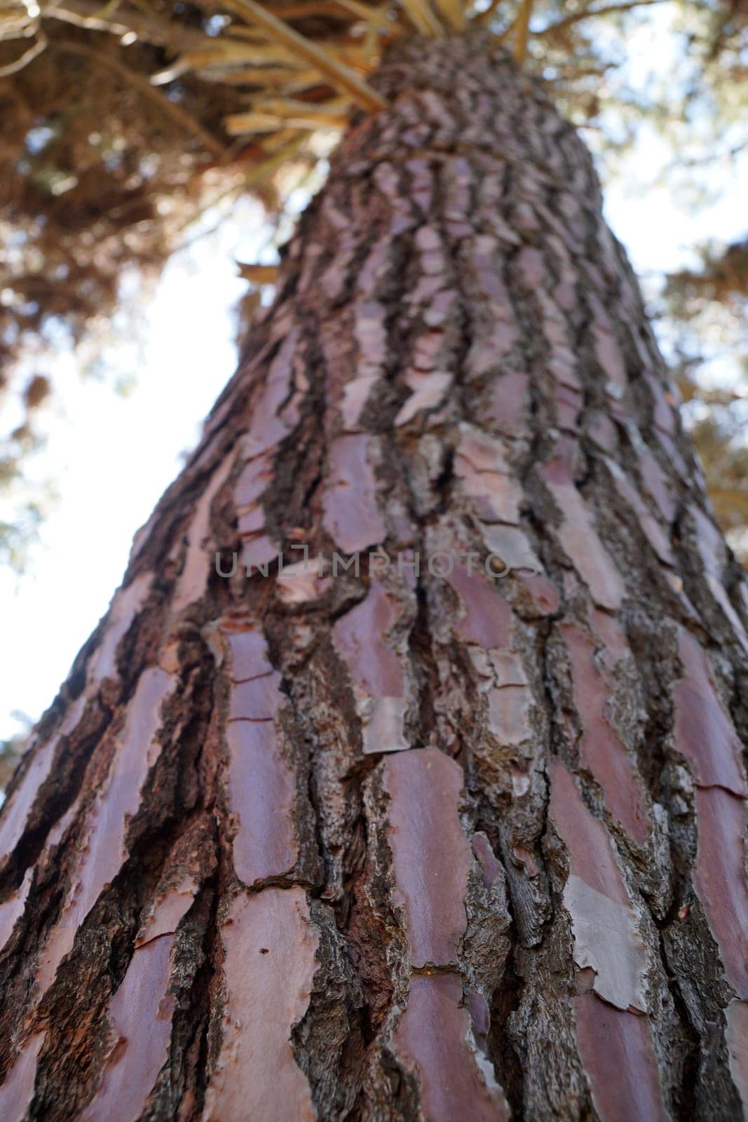 Bottom view of textured pine bark by Annado