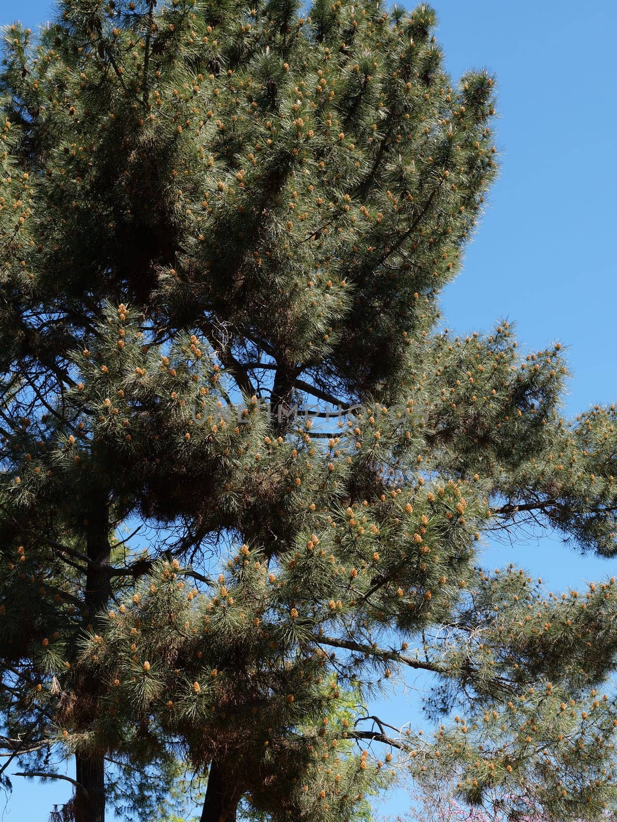 pine tree branches against clear blue sky with cones.