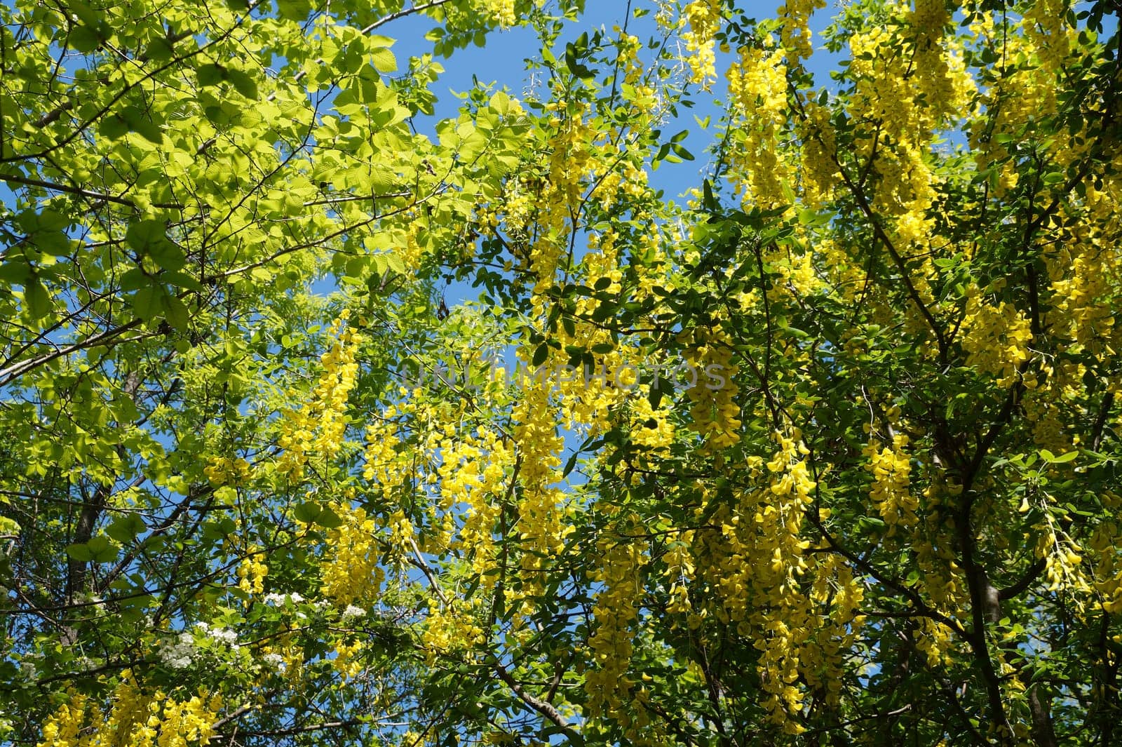 Yellow blooming acacia in sunlight against blue sky.