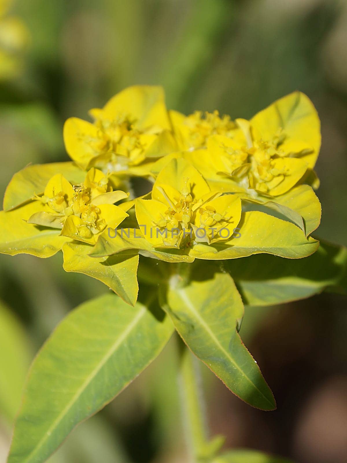 Yellow blooming spurge Euphorbia epithymoides close-up in sunlight.