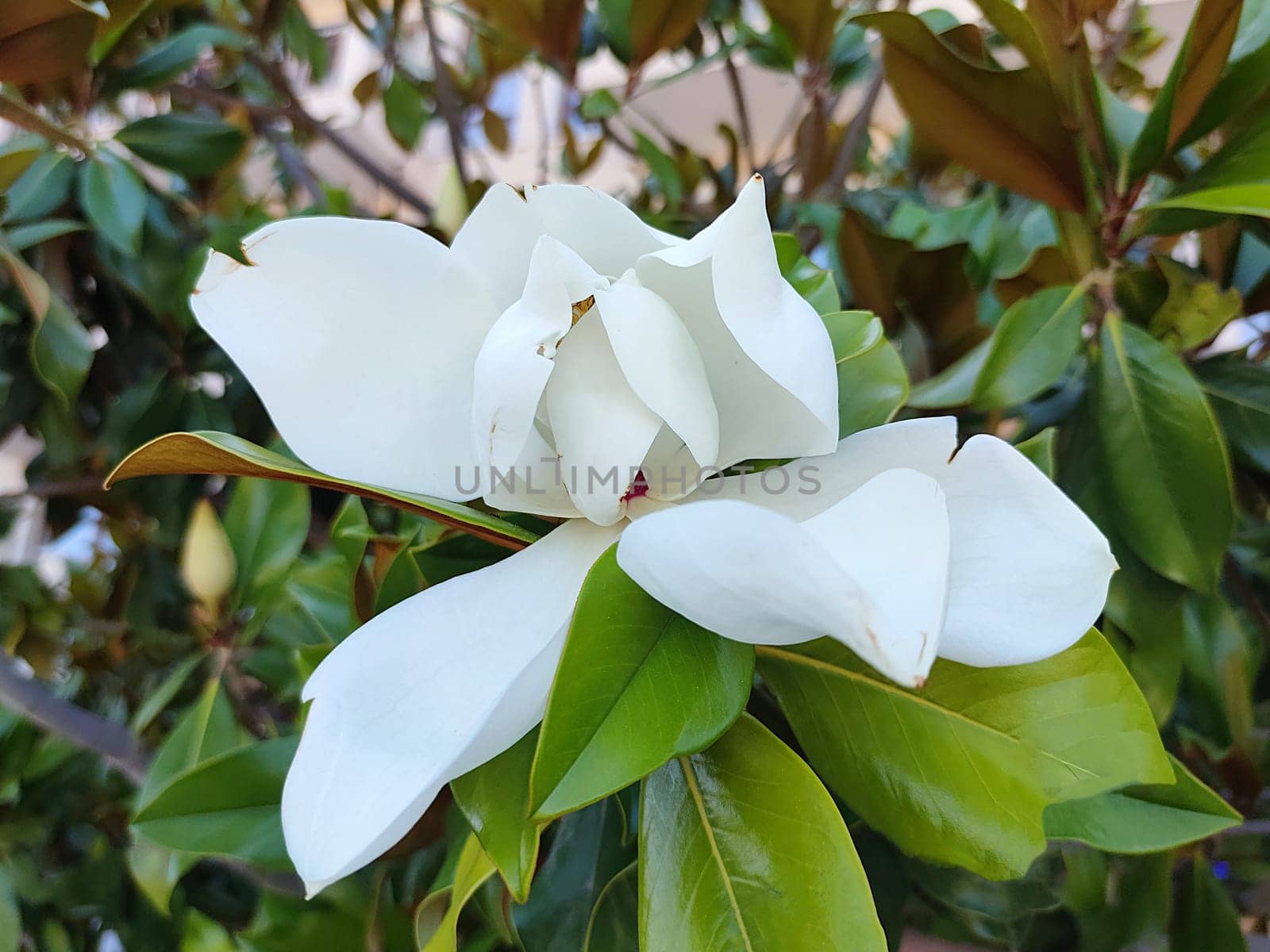 Large white Magnolia grandiflora flower close up by Annado
