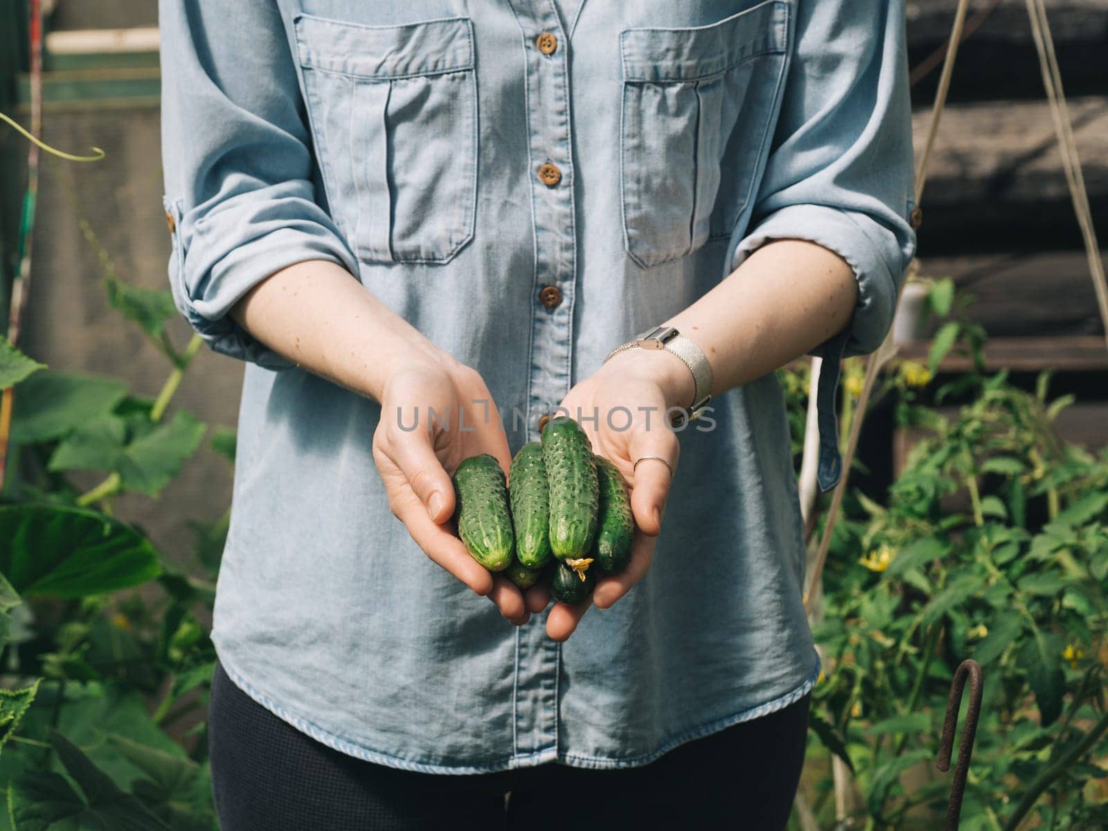 Fresh cucumbers in female hands. Unrecognizable young hipster woman in denim shirt hold organic cucumbers in her hands in vegetable garden. Natural daylight. Hands hold heap of cucumbers outdoors.