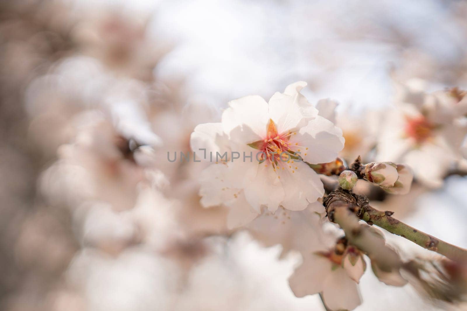 white blossoms almond spring, adorn tree branches under bright sunlight, marking the arrival of spring