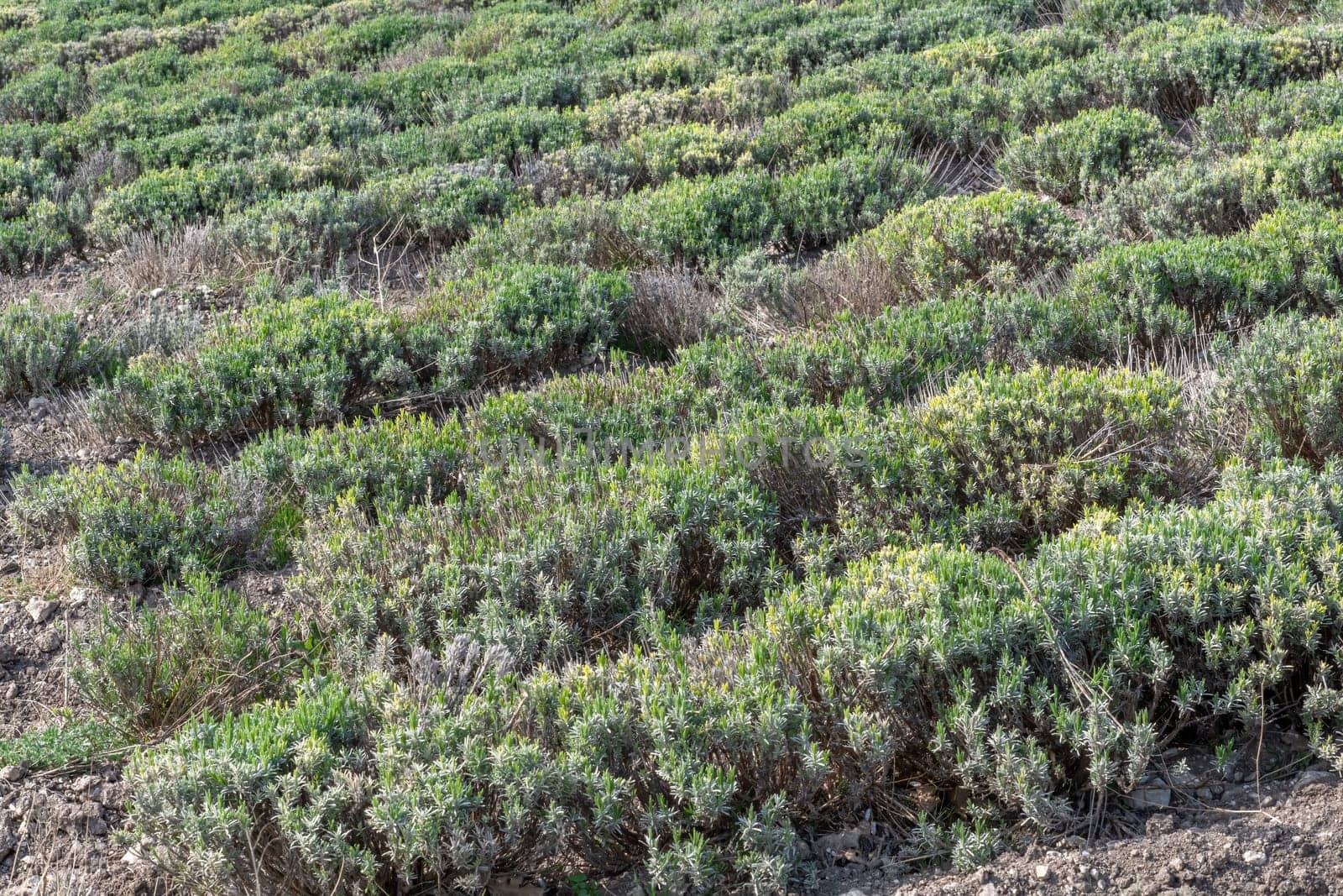 Lavender bushes in the spring before the baby season. The plants are green and growing in the field