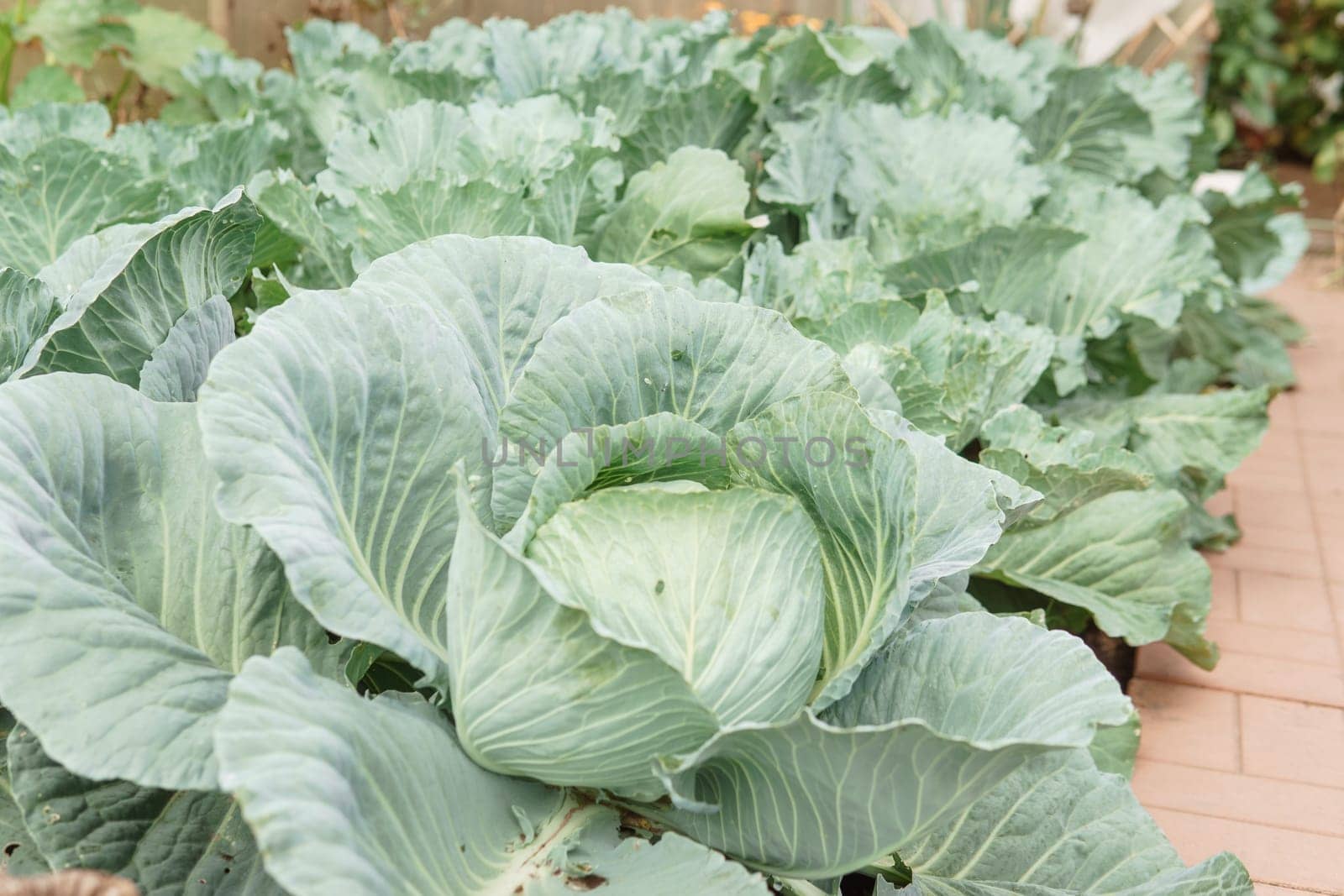 Cabbage grows in the garden. Harvesting cabbage. Life in the village