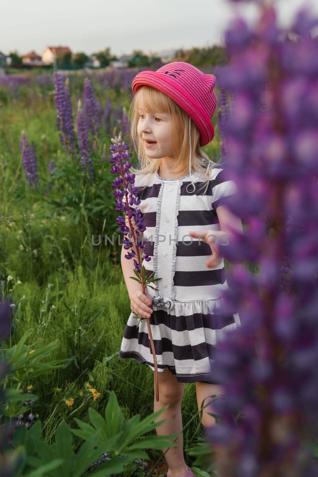 A blonde girl in a field with purple flowers. A little girl in a pink hat is picking flowers in a field. A field with lupines by Annu1tochka