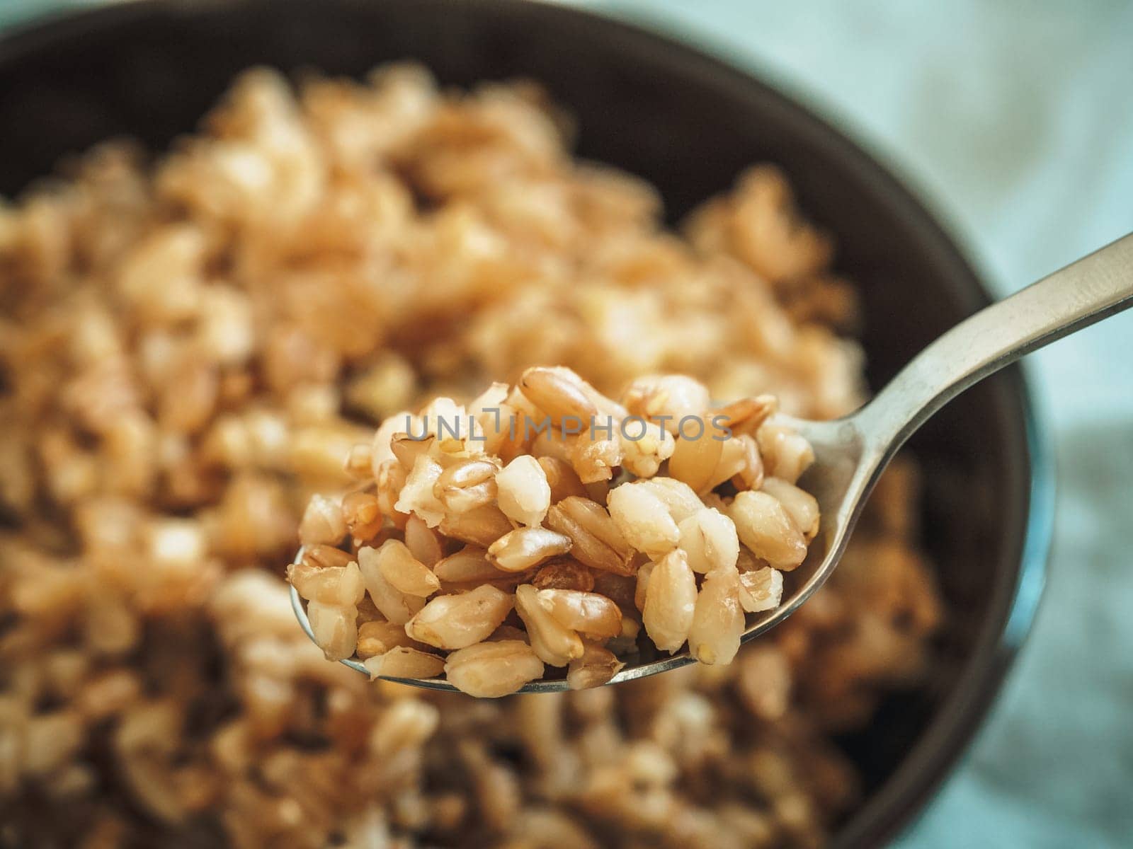 Boiled spelt in spoon and unfocused in bowl. Cooked spelt seeds in selective focus. Copy space