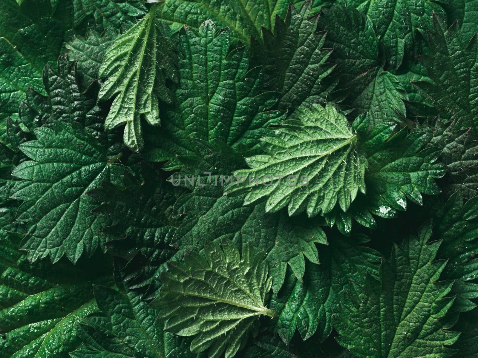 stinging nettle background texture, top view, close up by fascinadora