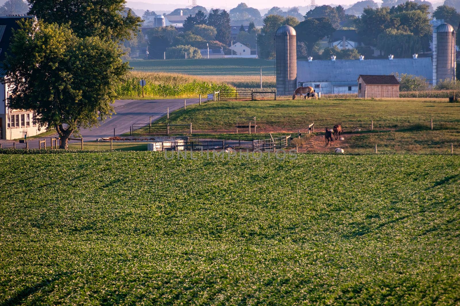 First light bathes a horse paddock adjacent to a vibrant soybean field, capturing a tranquil moment on a farm with animals grazing, perfect for themes of rural living and animal husbandry.