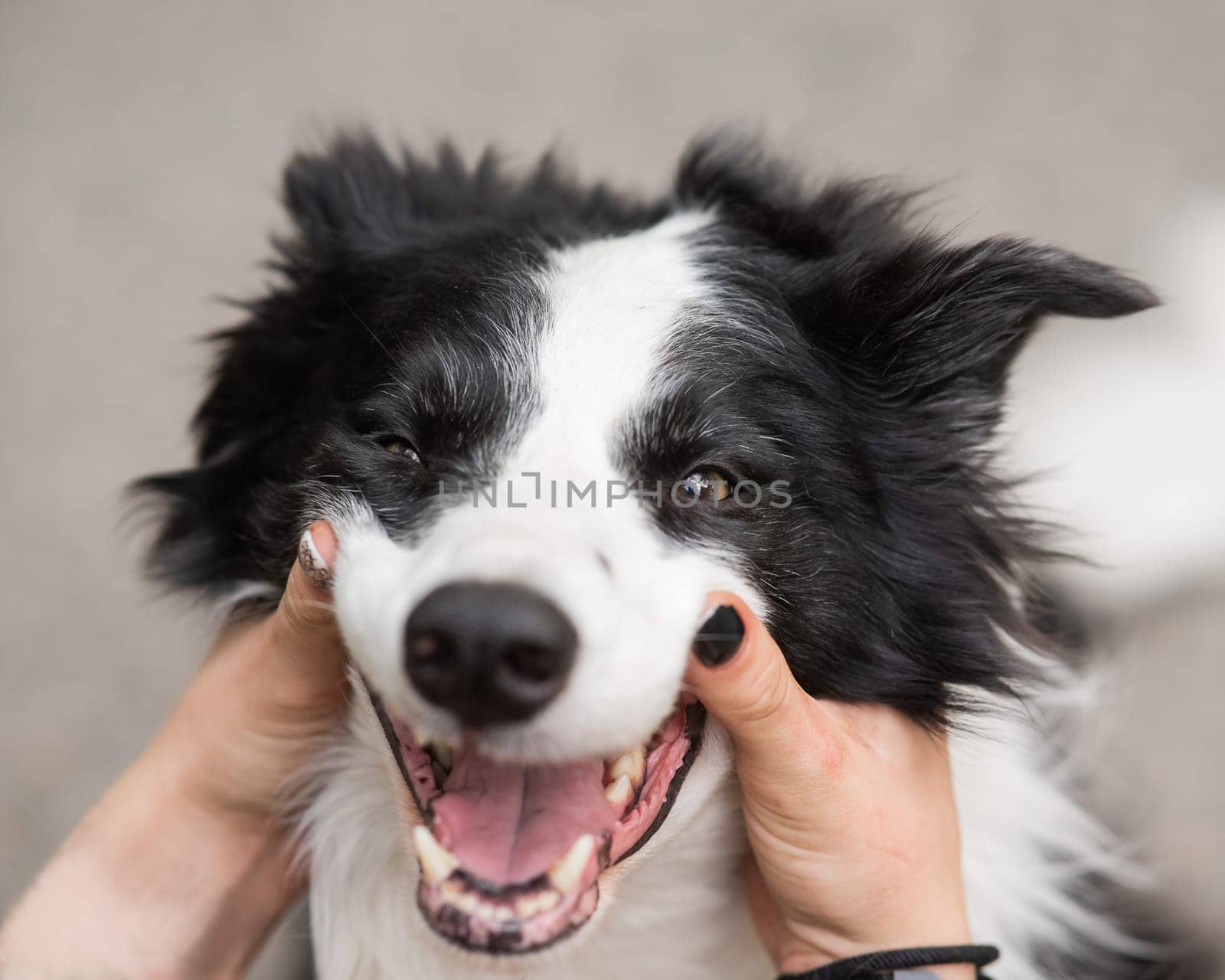 The owner squeezes the muzzle of the border collie dog outdoors. by mrwed54